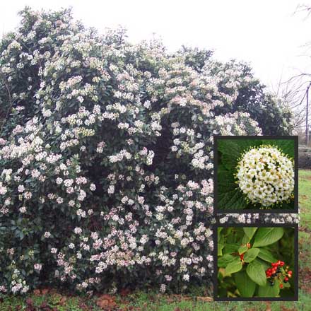 Wayfaring Tree - Viburnum Lantana 60cm - 90cm Bareroot