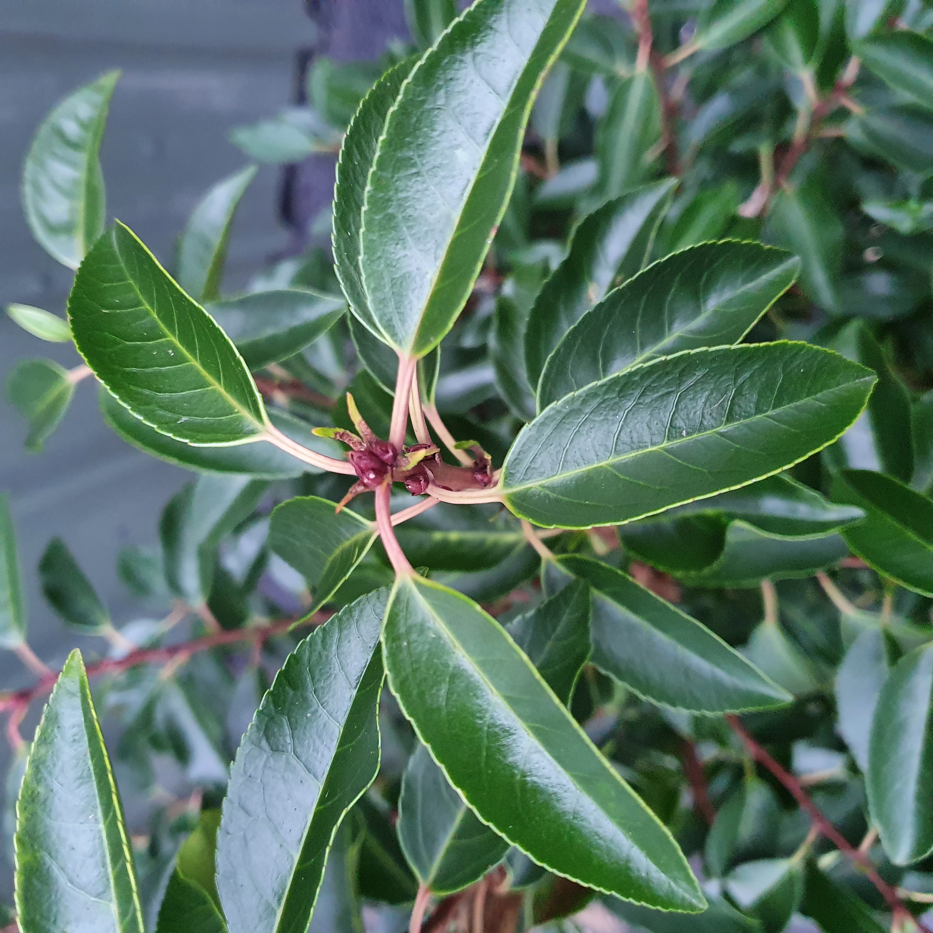 Prunus lusitanica angustifolia - Portuguese Laurel - 120-150CM