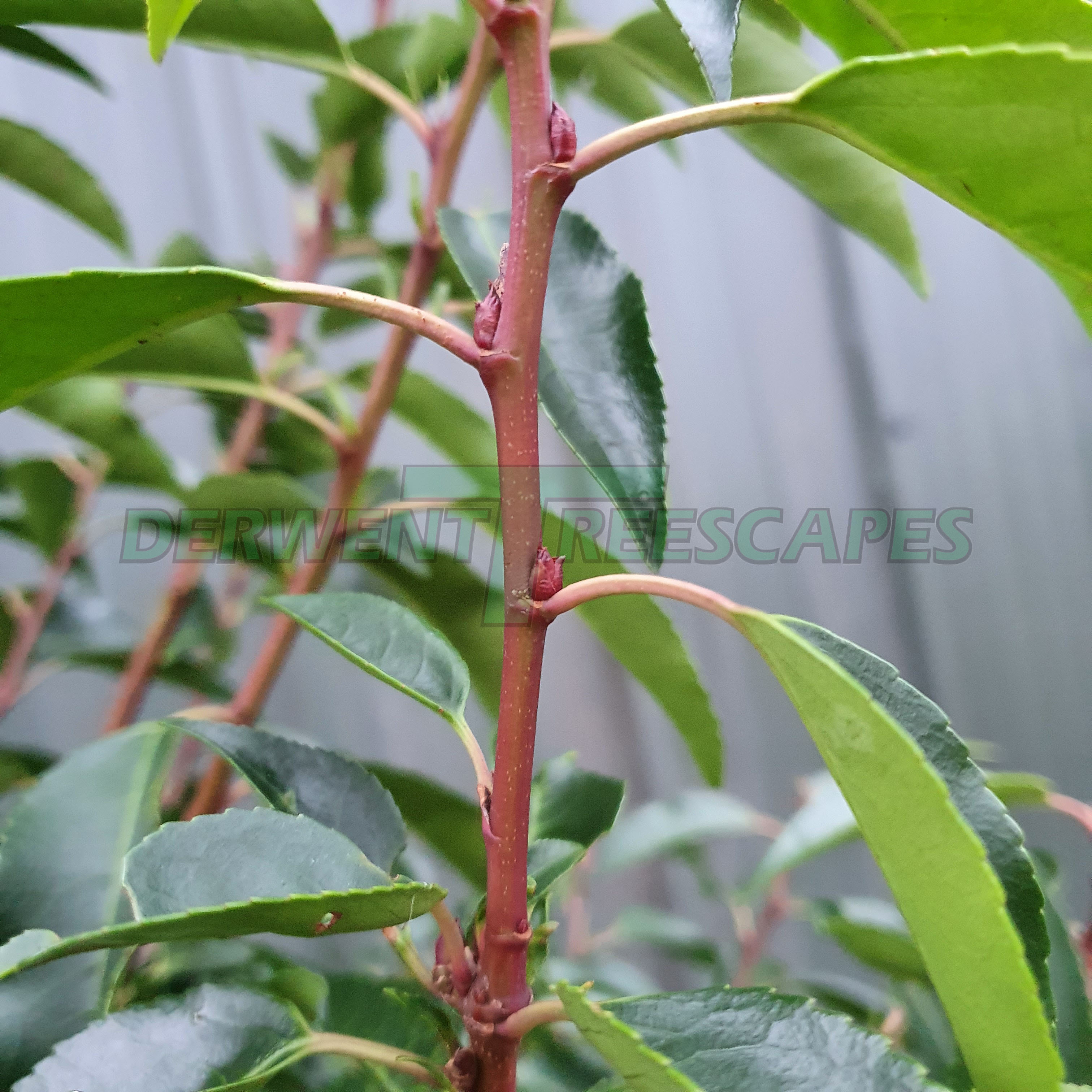 Prunus lusitanica angustifolia - Portuguese Laurel - 50L