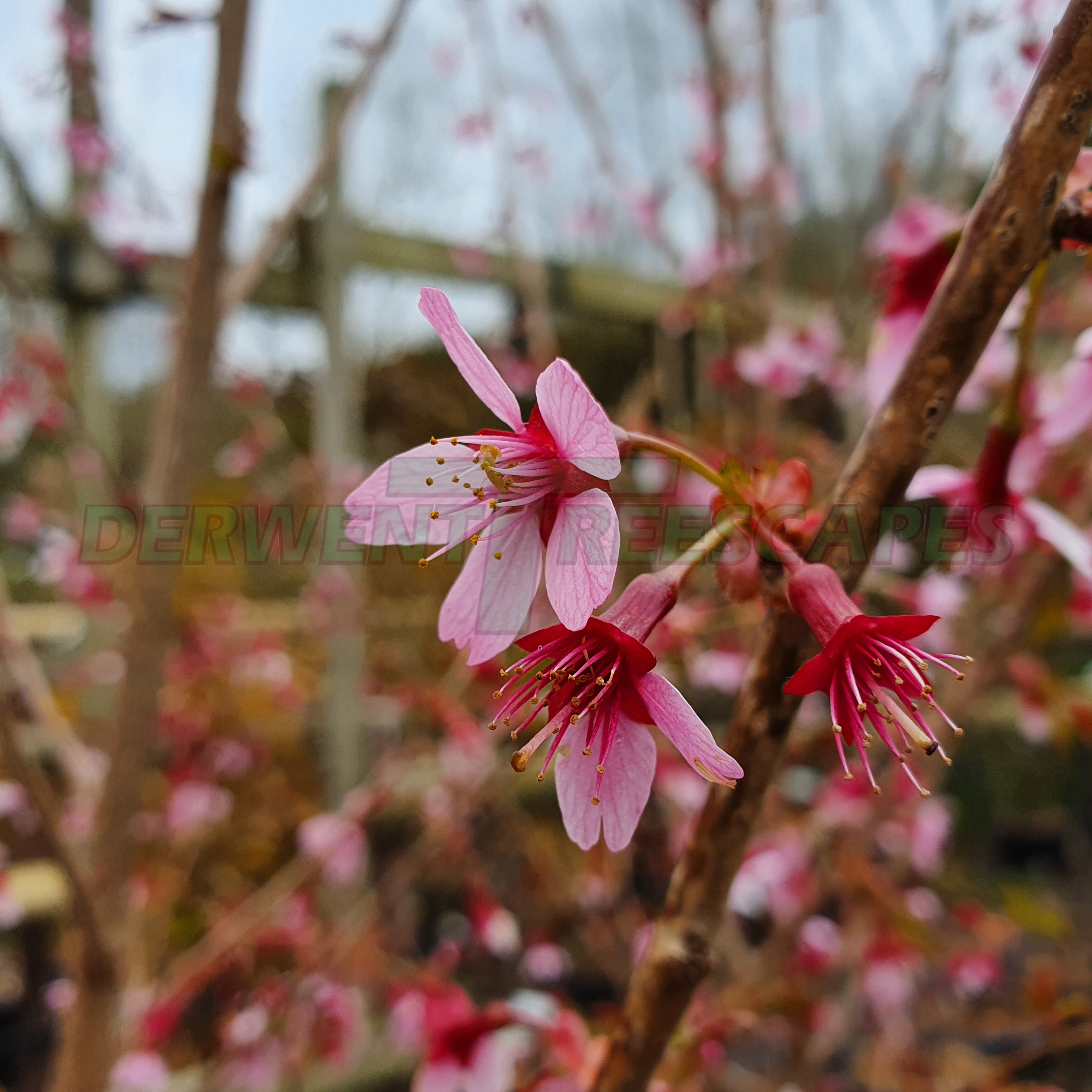 Prunus Okame - Flowering Cherry Blossom