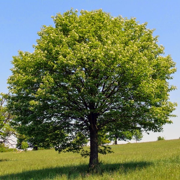 Wild Service Tree - Sorbus torminalis 40cm - 60cm Bareroot