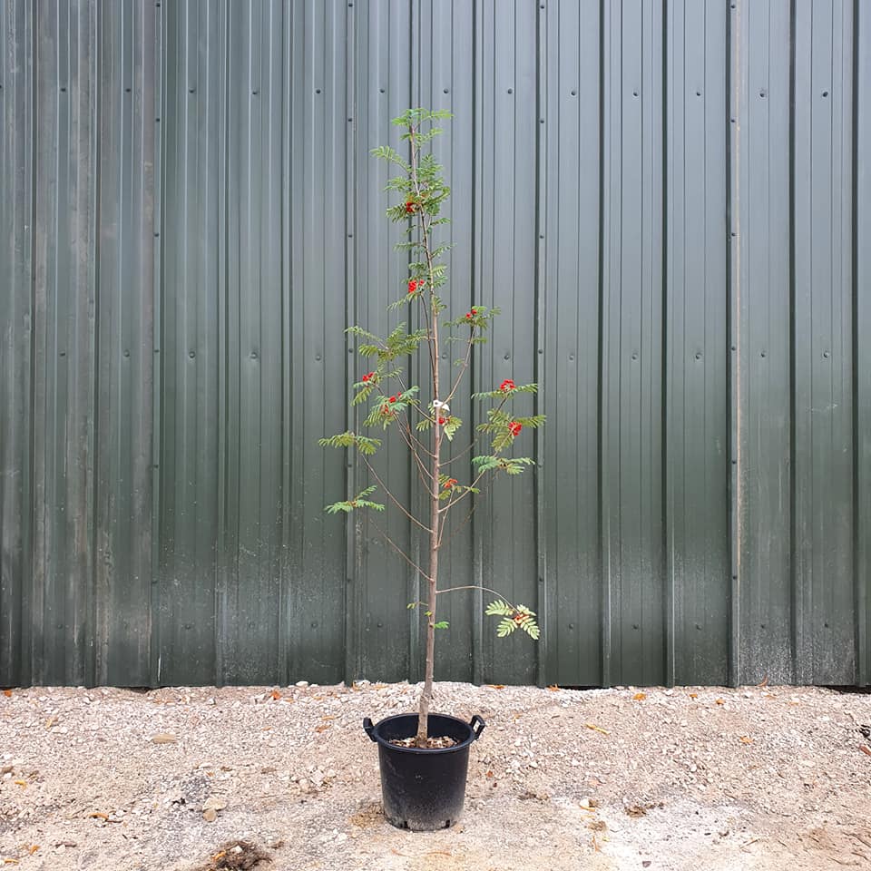 Sorbus aucuparia Sheerwater Seedling - Rowan or Mountain Ash