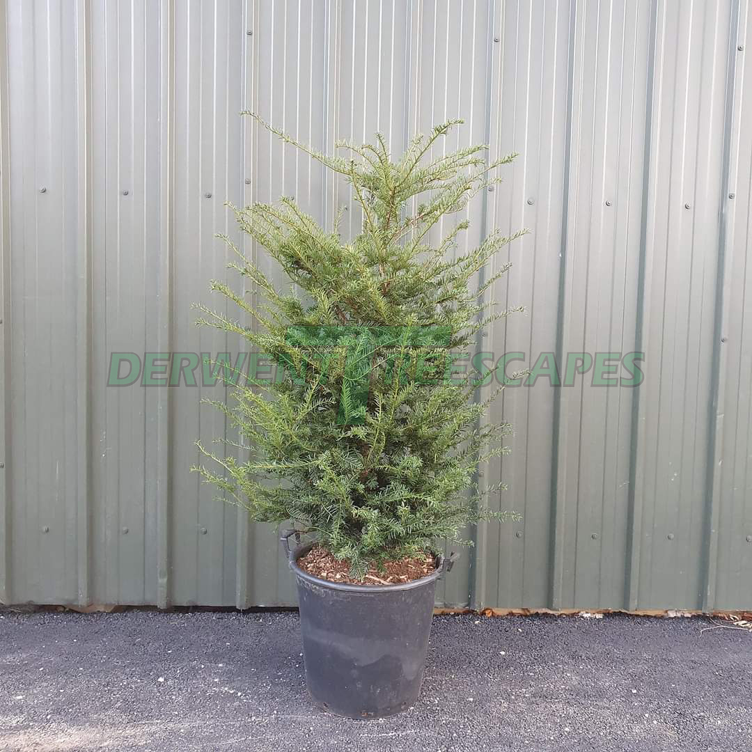 Taxus baccata - Common Yew - 30L