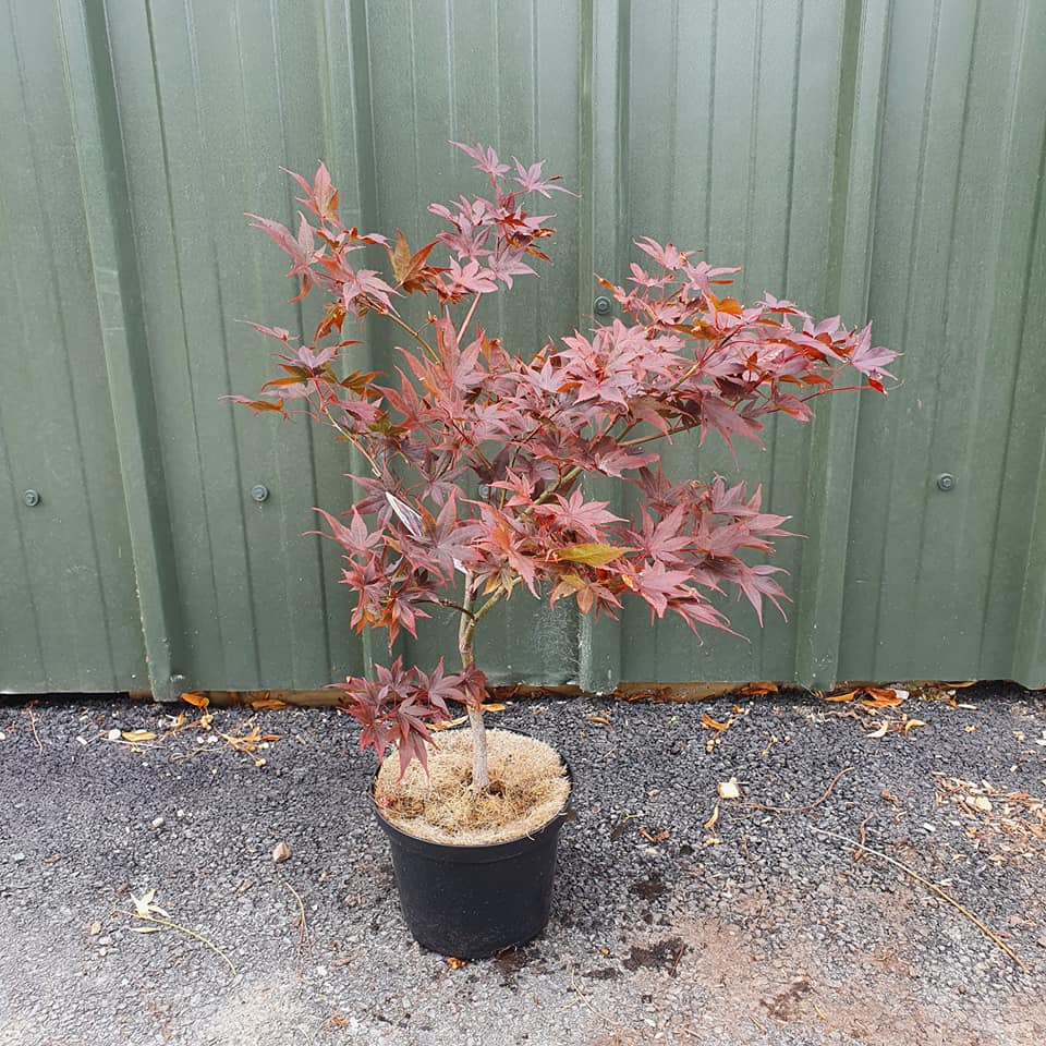 Acer palmatum Bloodgood - Japanese Acer Maple