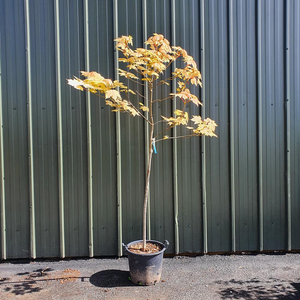 Acer Pseudoplatanus Brilliantissimum 10L