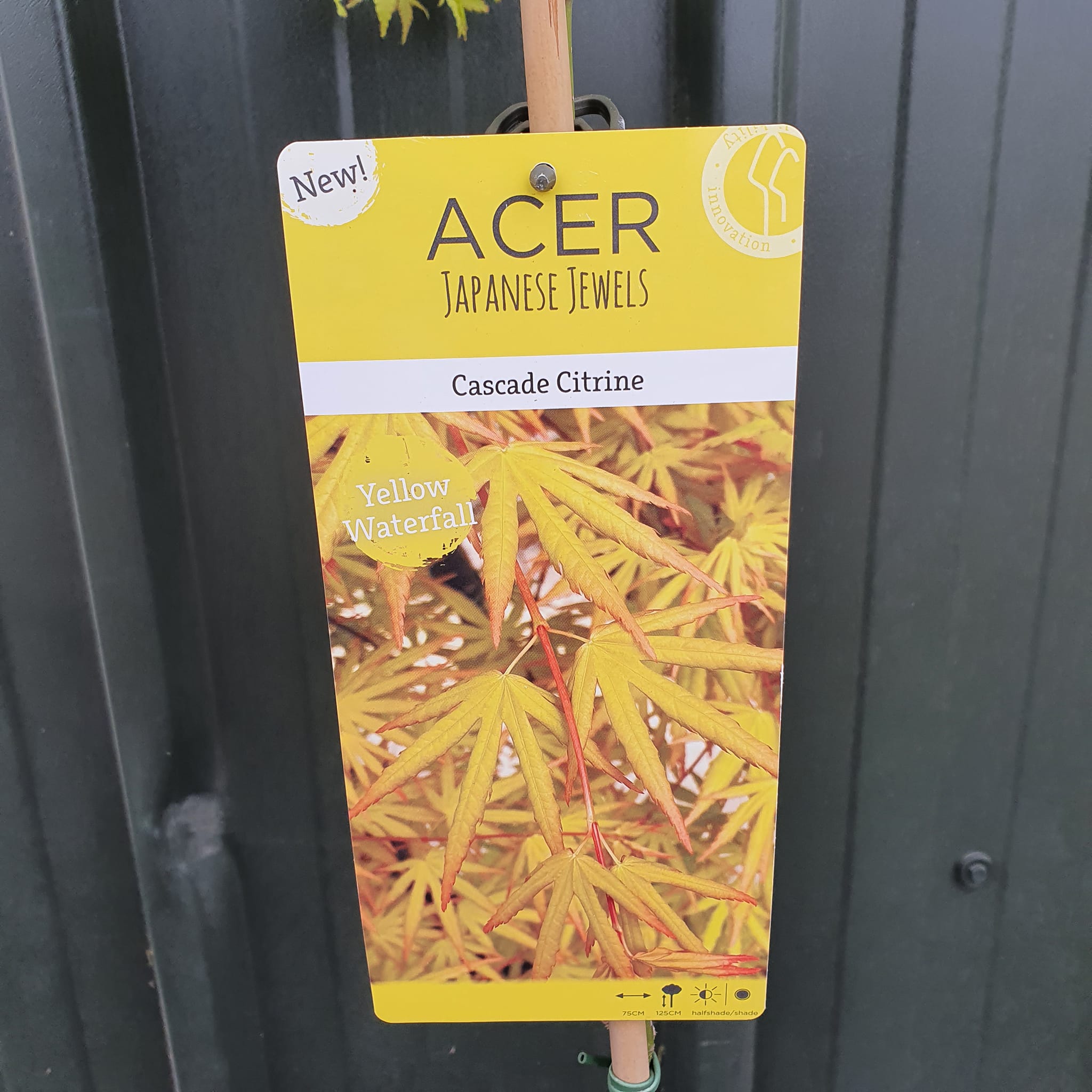 Acer palmatum on stem - Japanese Maple