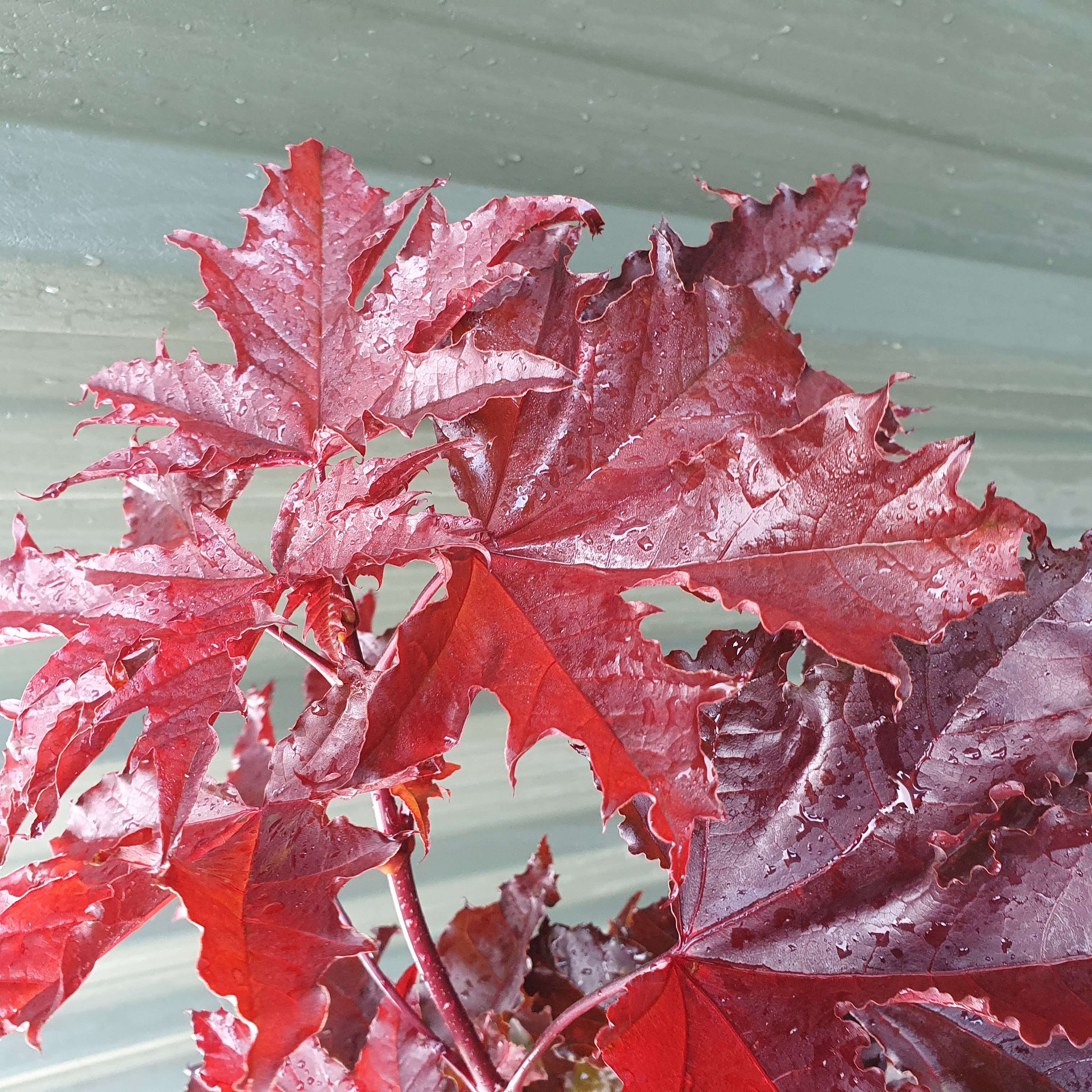 Acer palmatum Crimson Sentry - Red Columnar Maple
