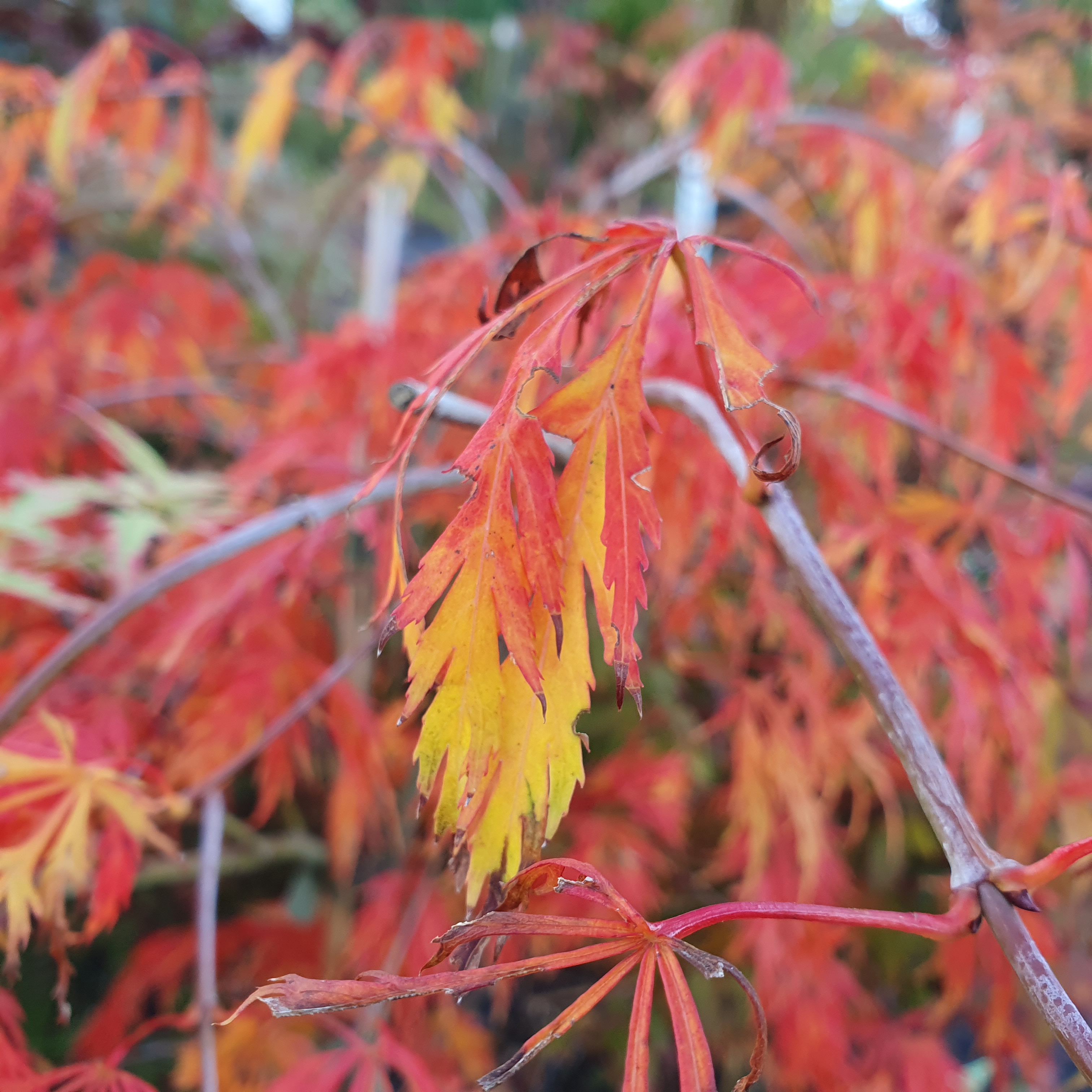 Acer palmatum dissectum - Japanese Acer Maple