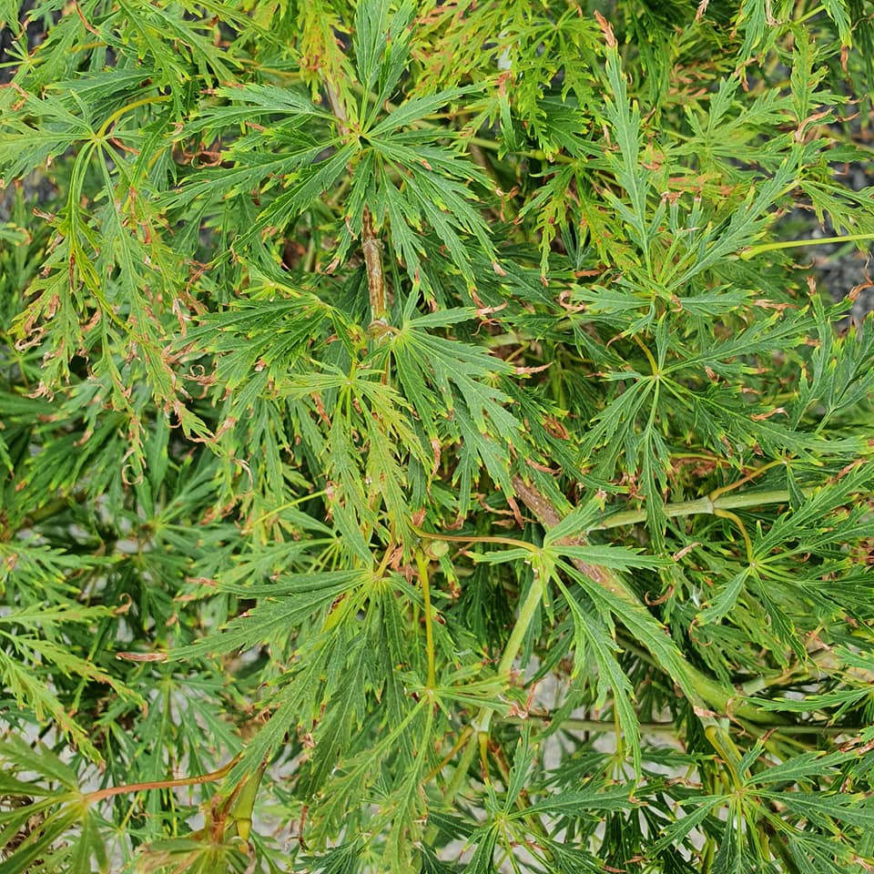 Acer palmatum dissectum - Japanese Acer Maple