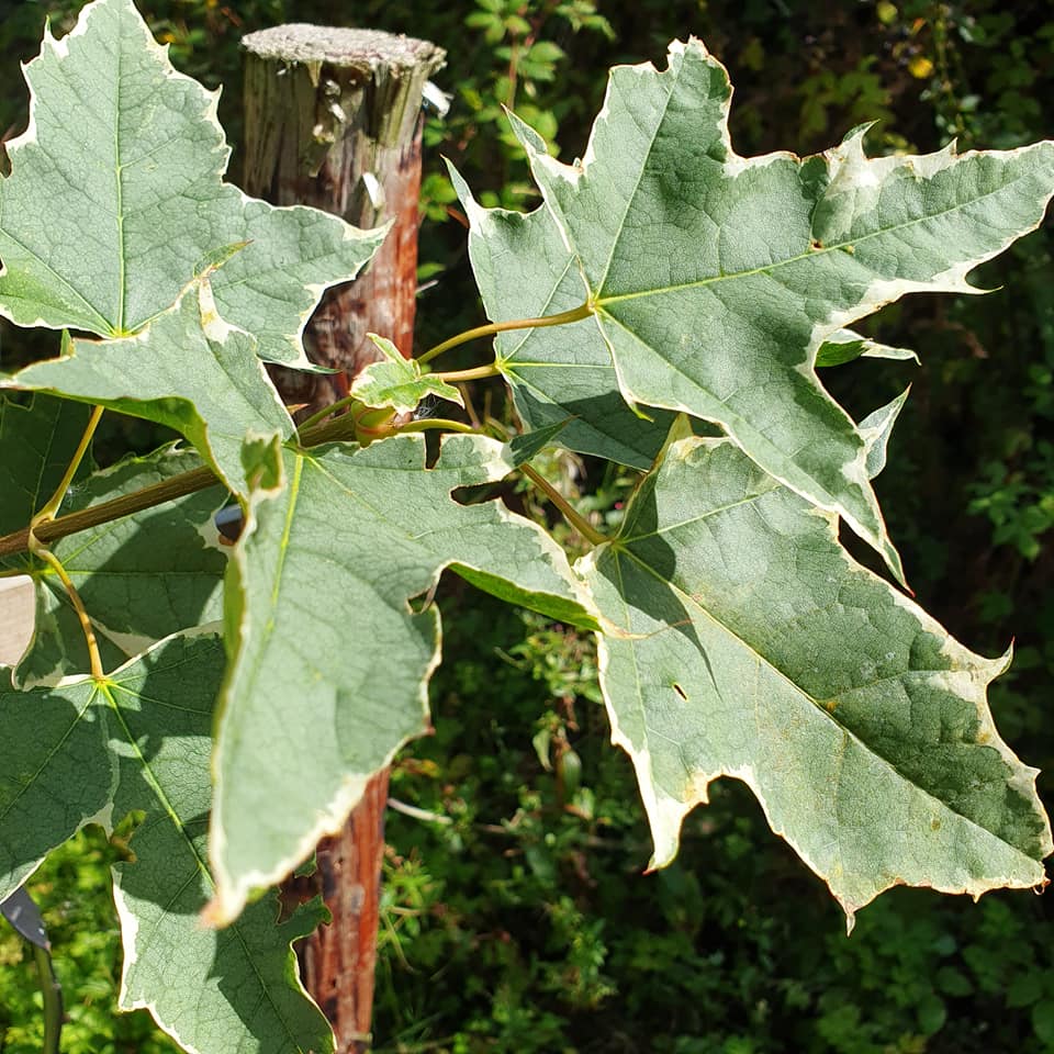 Acer platanoides Drummondii 2m