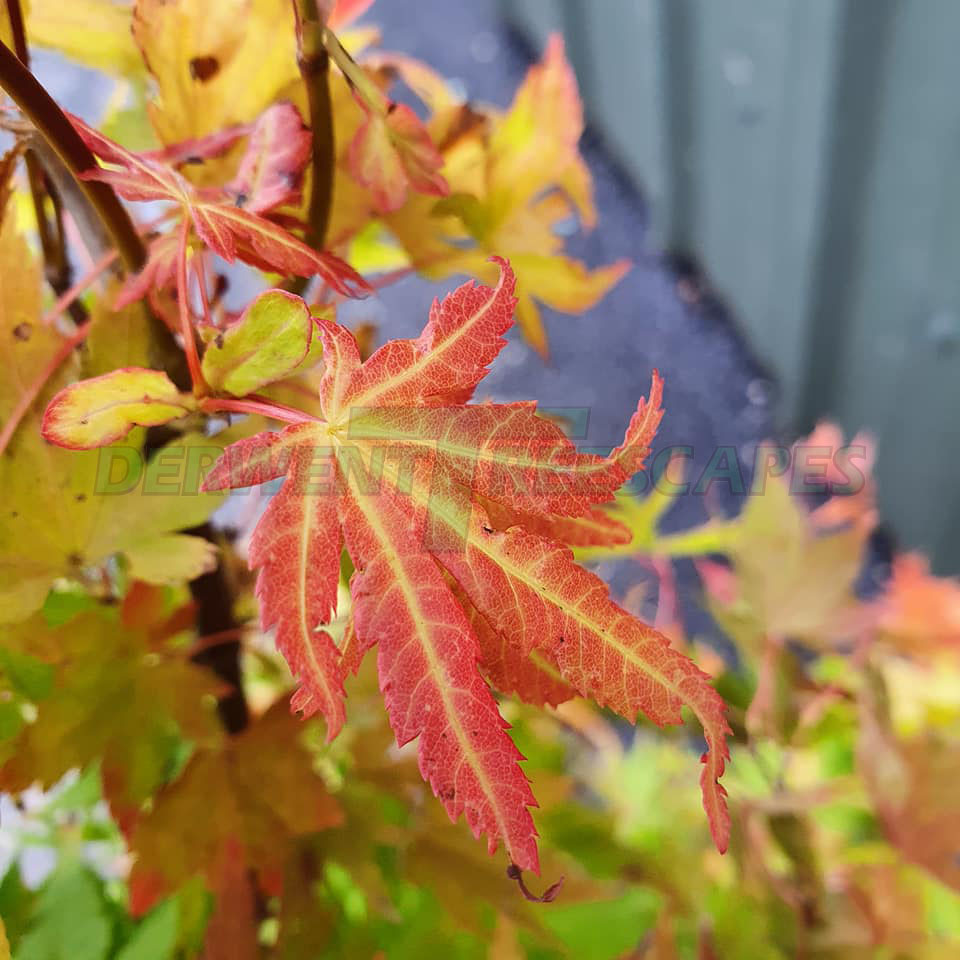 Acer palmatun Orange Dream - Japanese Maple
