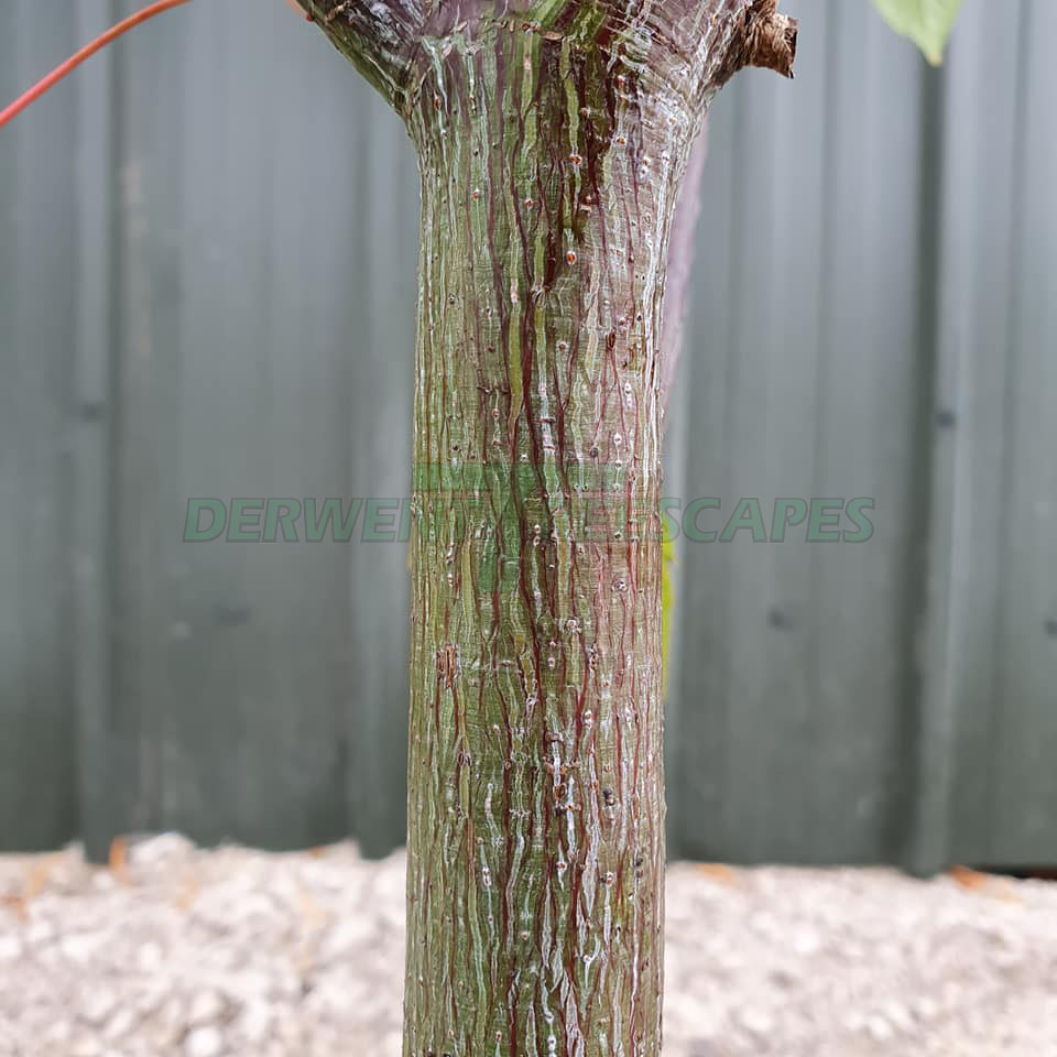 Acer pensylvanicum - Striped Maple 30L