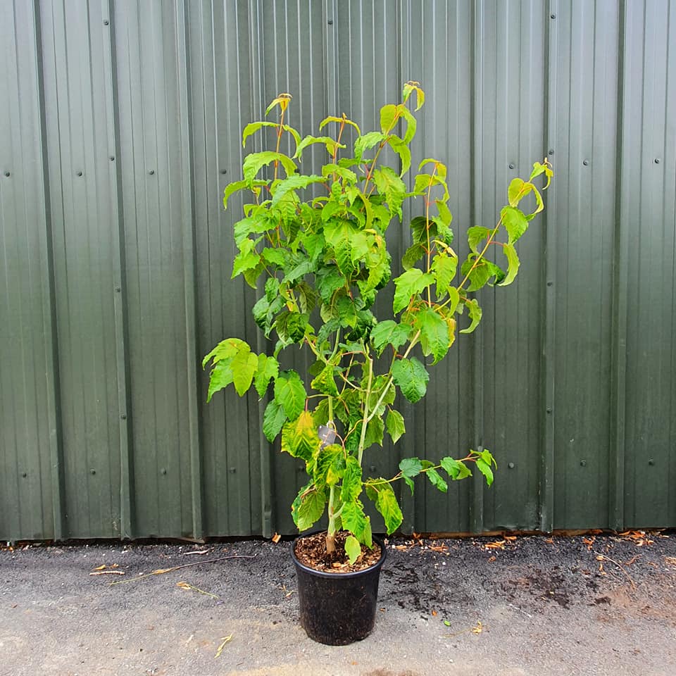 Acer conspicuum Phoenix - Snakebark Maple
