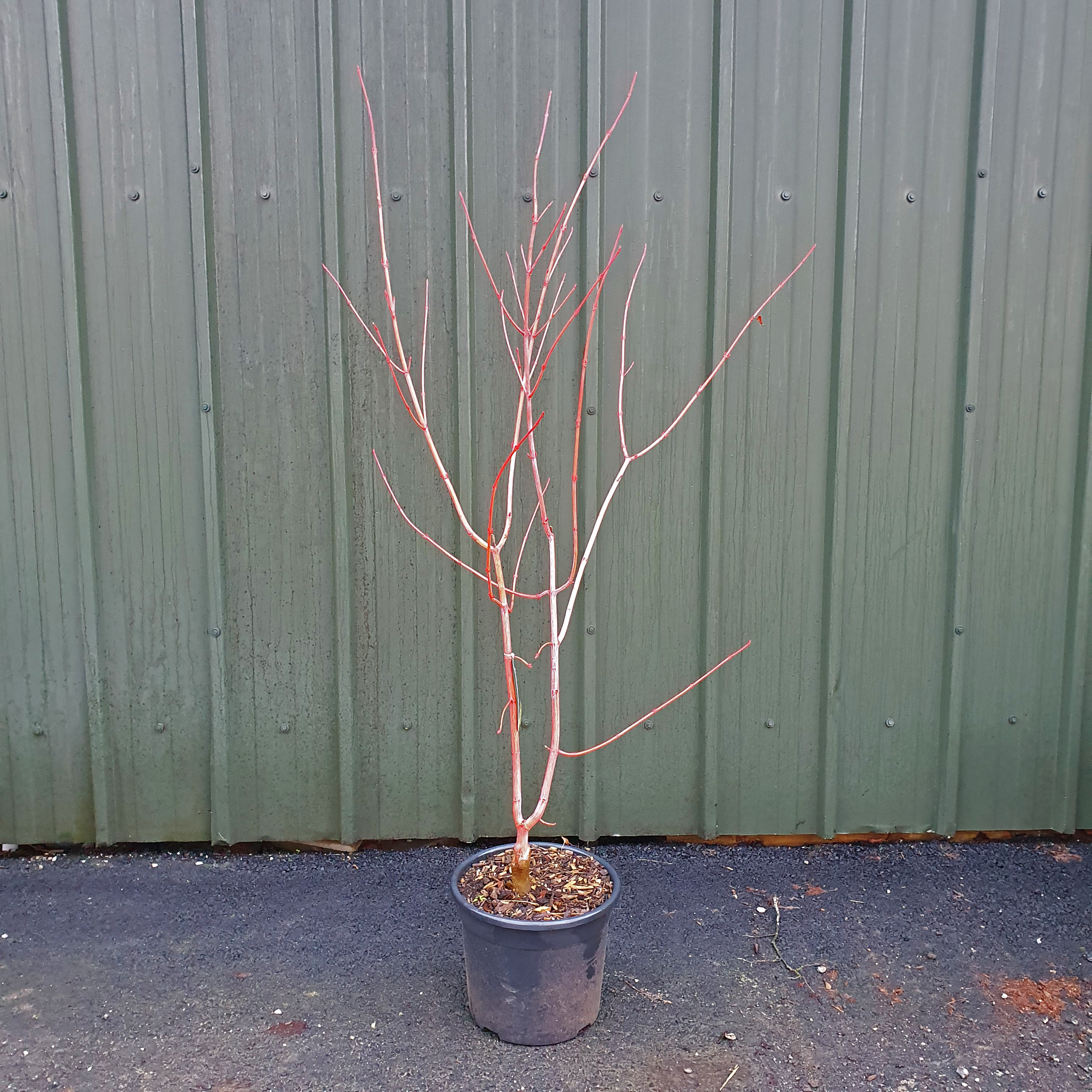 Acer conspicuum Phoenix - Snakebark Maple