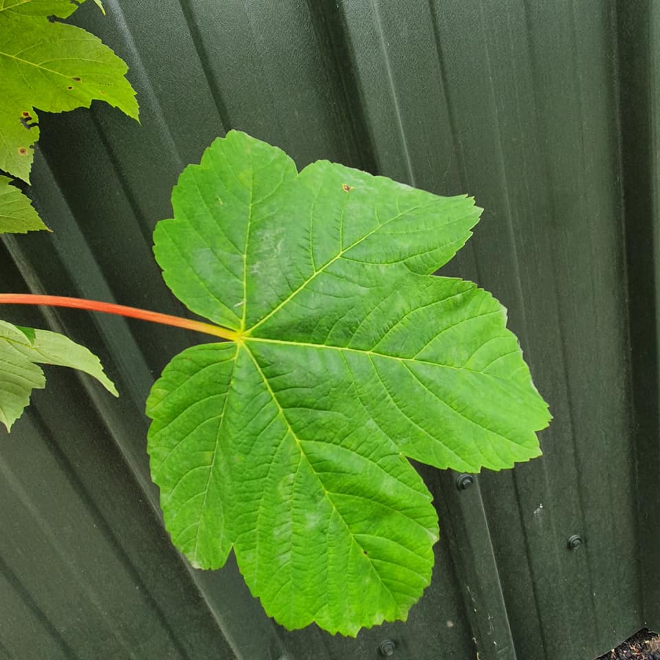 Acer Pseudoplatanus - Sycamore