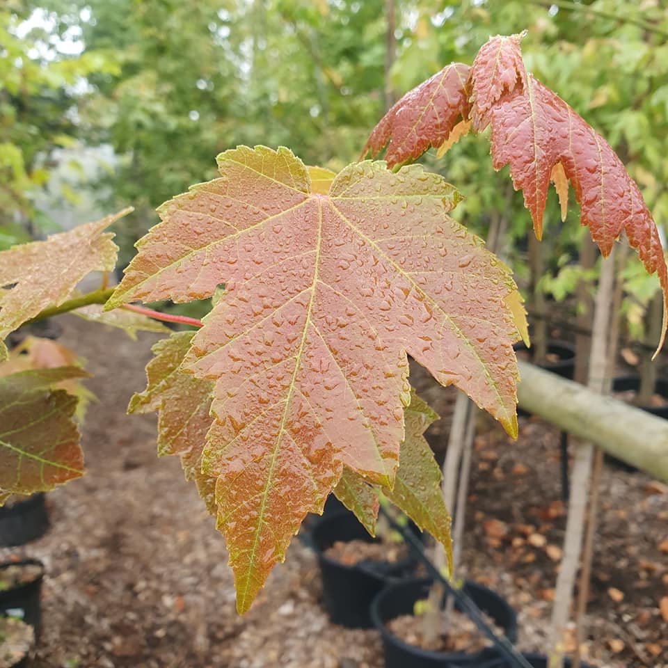 Acer rubrum Red Sunset 16-18