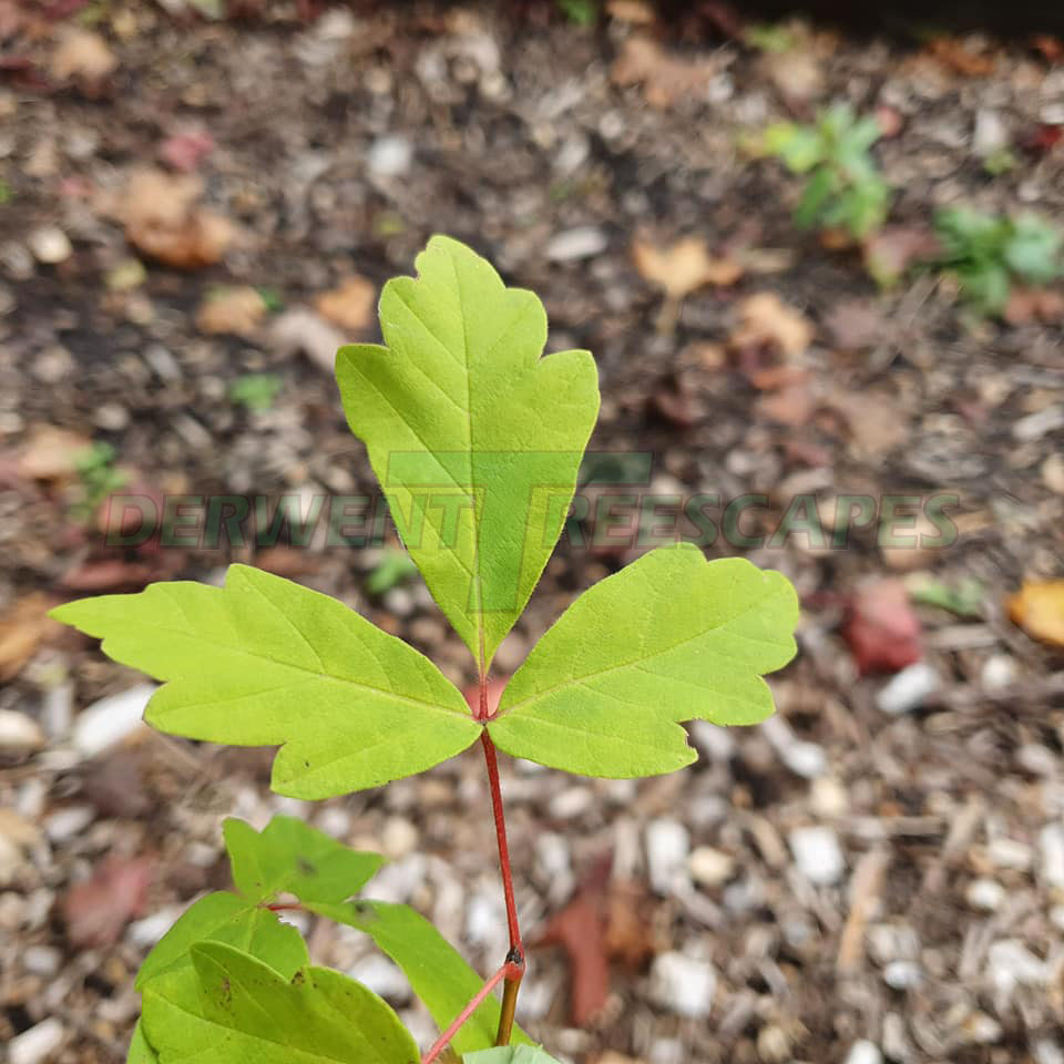 Acer triflorum - Three Flowered Maple