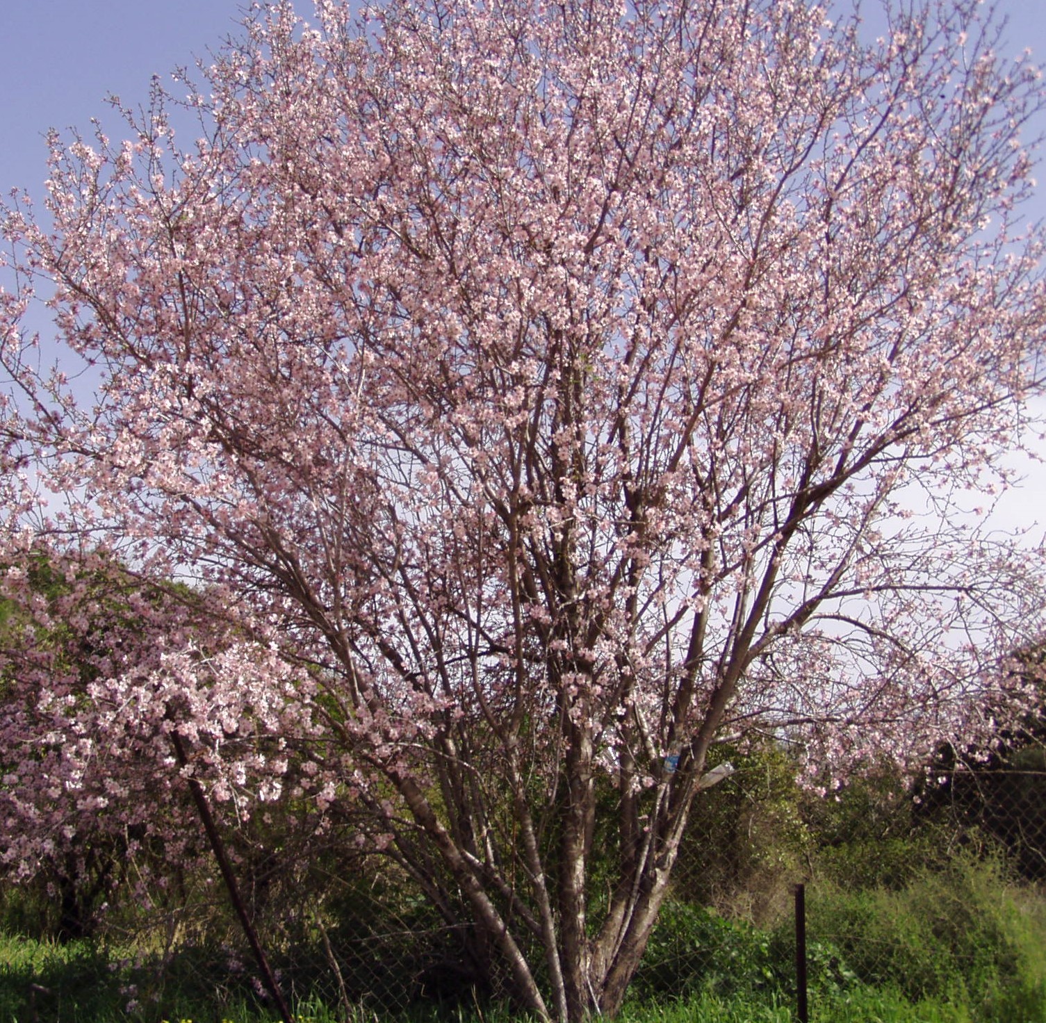 Prunus dulcis - Almond Tree