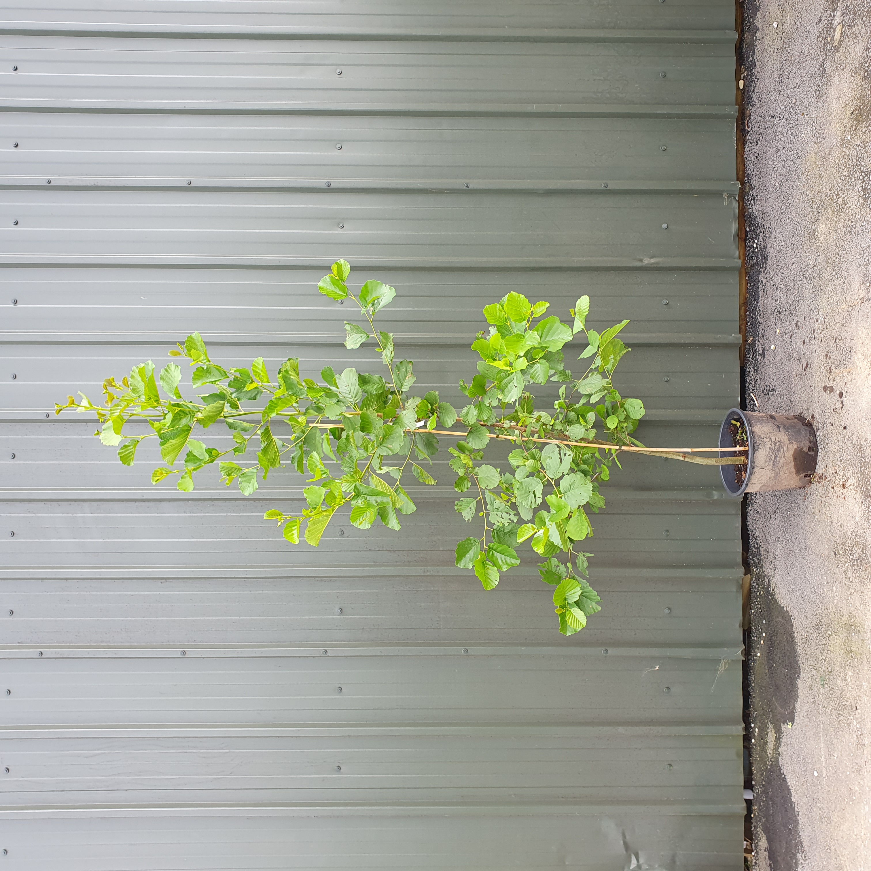 Alnus Glutinosa - Alder