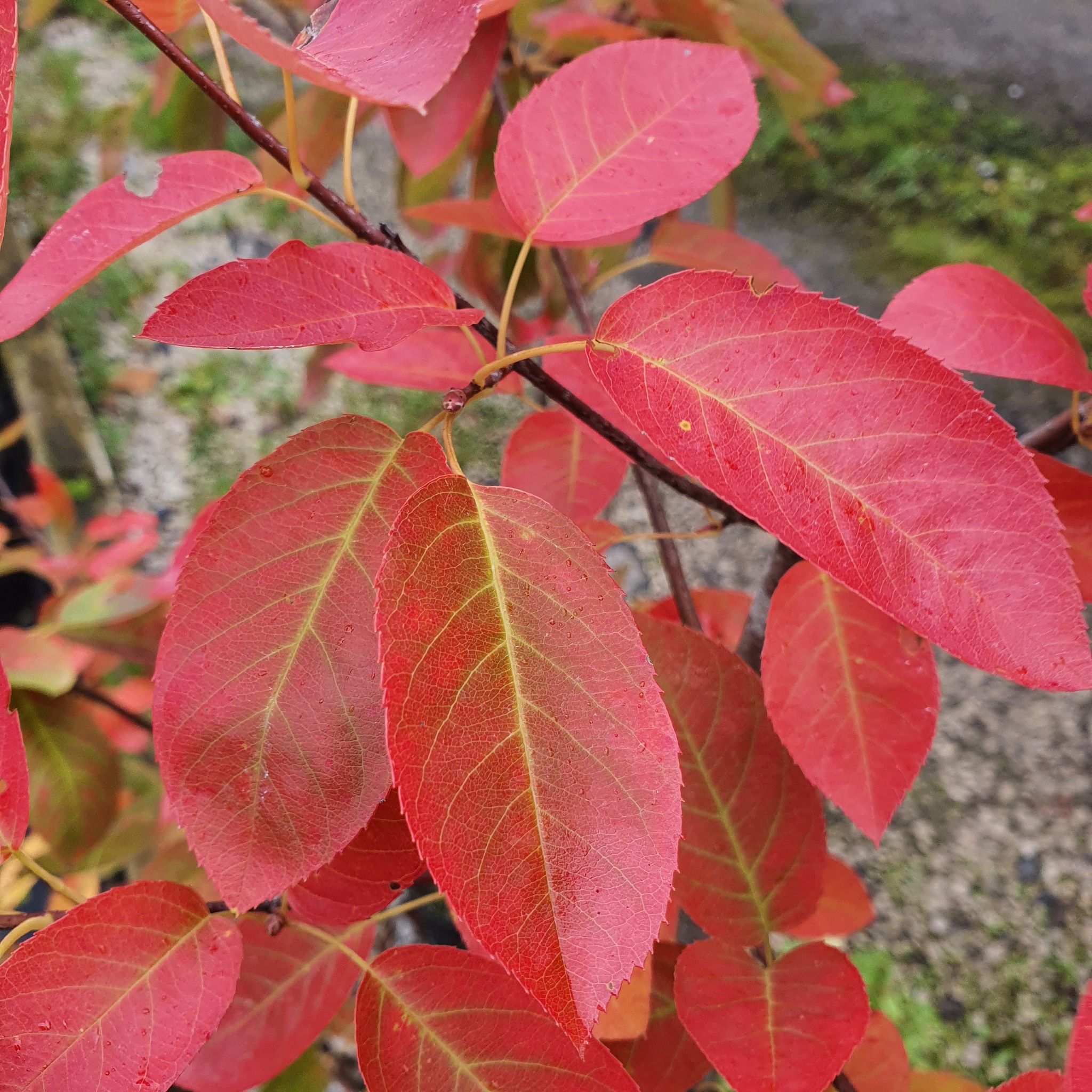 Amelanchier lamarckii - June Berry - 60-80cm