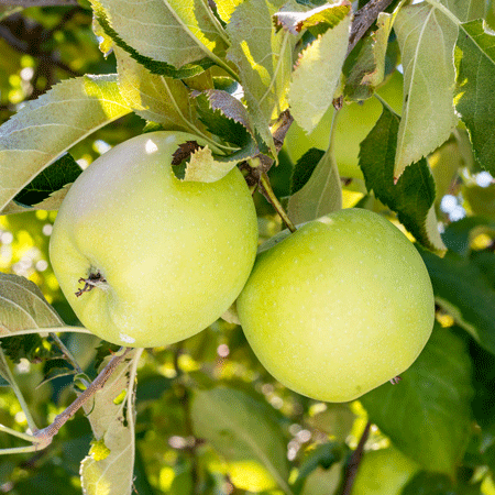 Apple Tree - Crispin