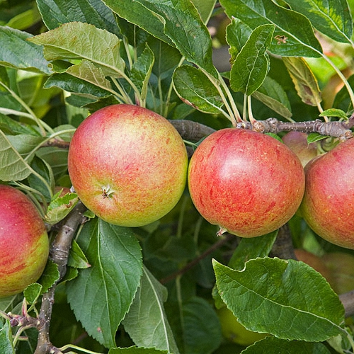 Apple Tree - Fiesta Red Pippin