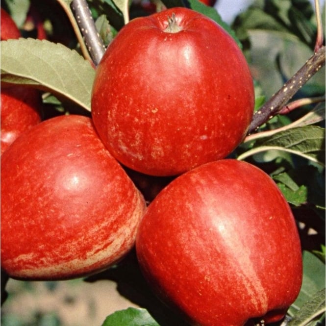 Apple Tree - Gala