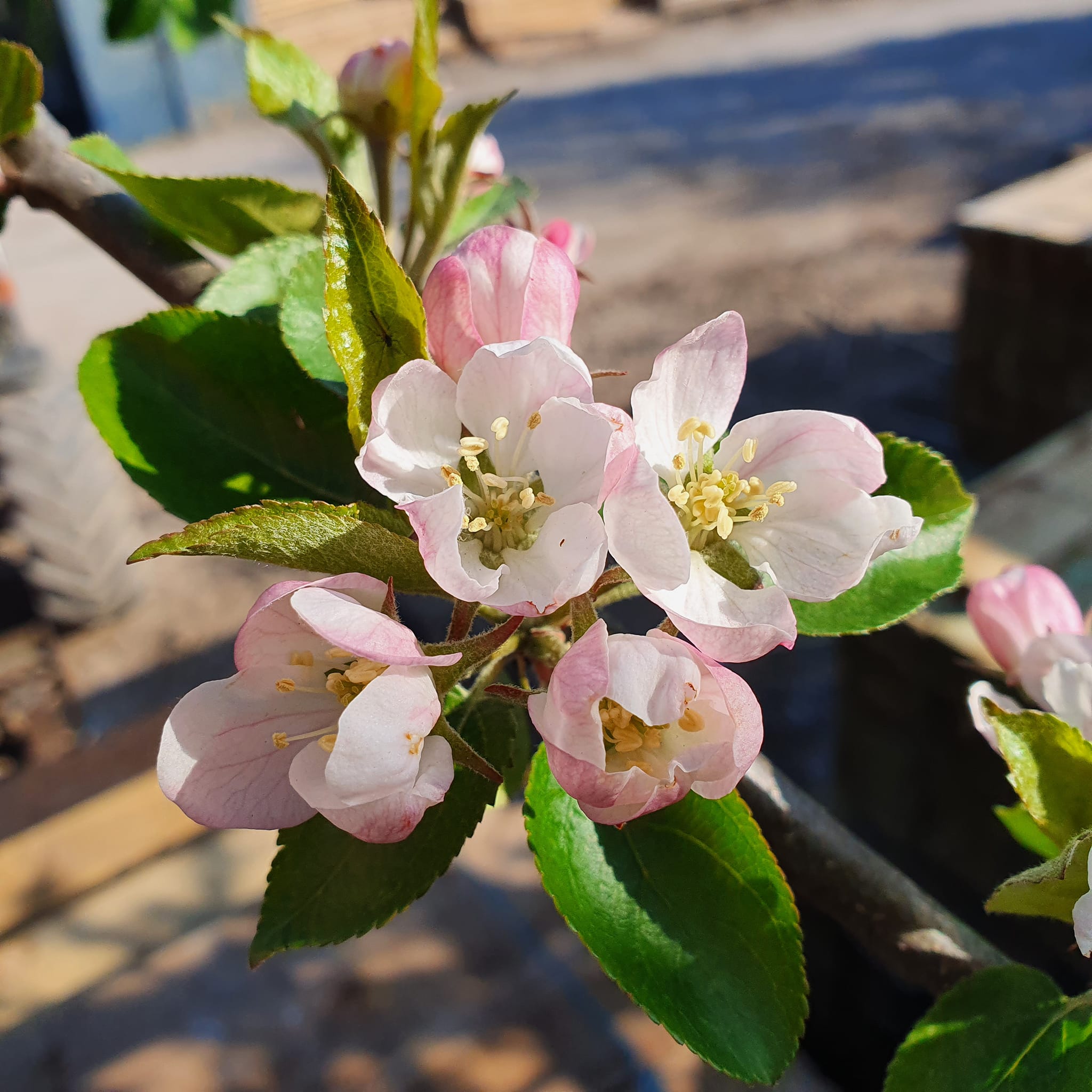 Potted Apple Tree - Beauty of Bath
