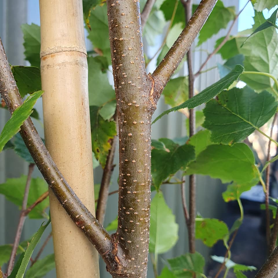 Betula pendula Fastigiata - Upright Columnar Birch