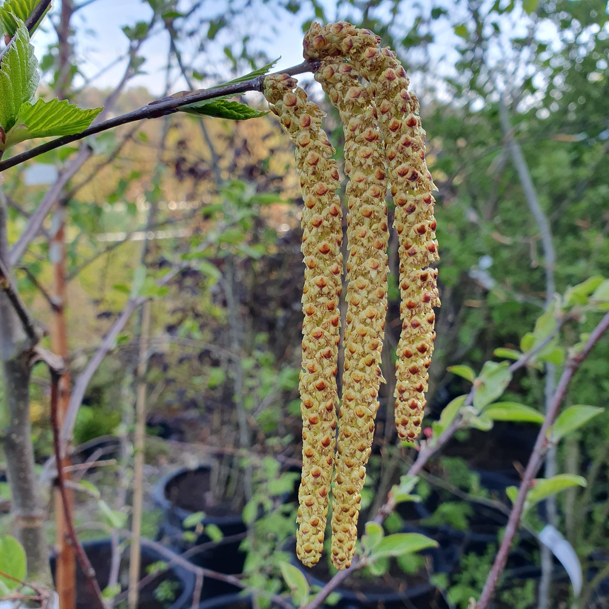 Betula utilis Jacquemontii - Himalayan Birch 8-10