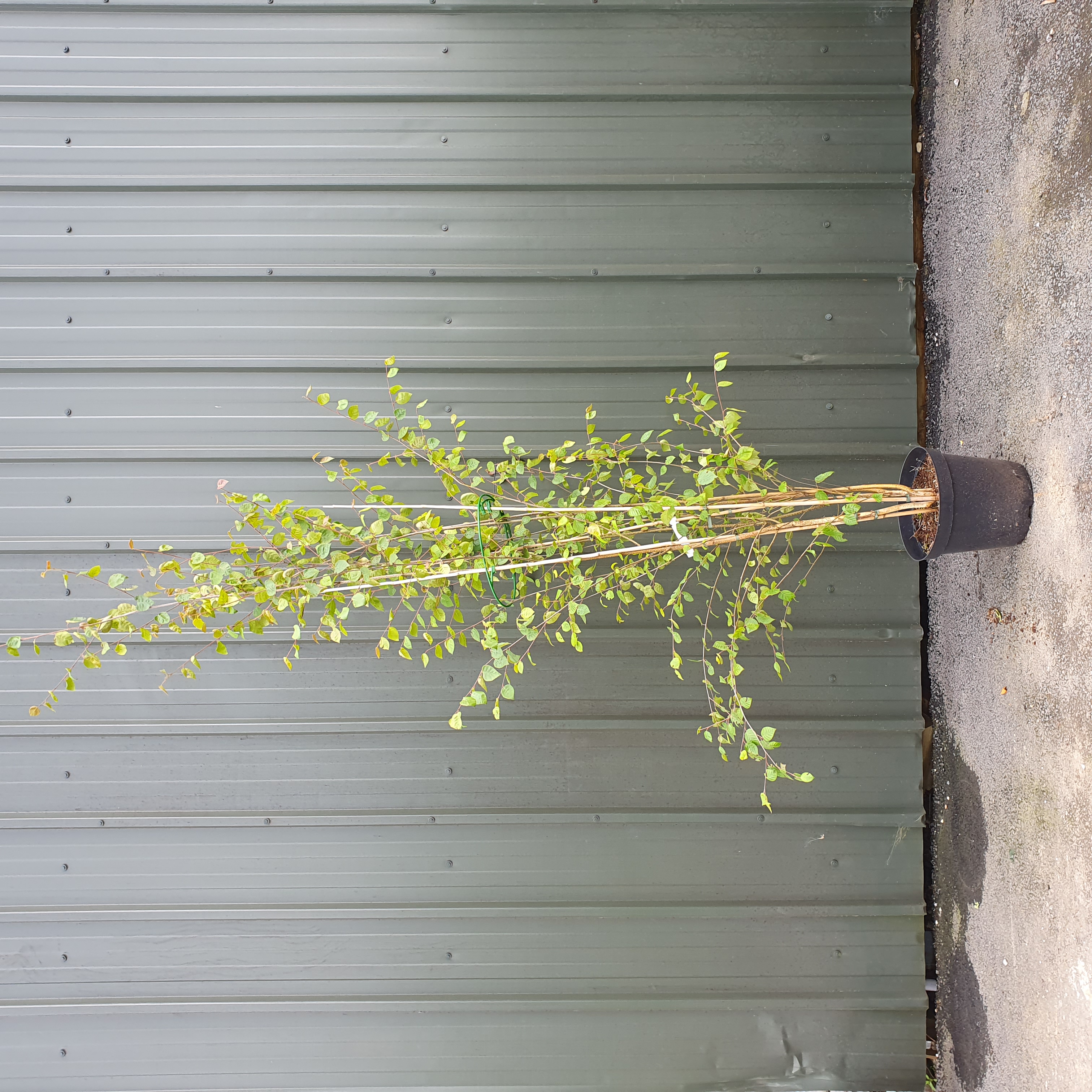 Betula utilis Jacquemontii - Himalayan Birch 250-300cm