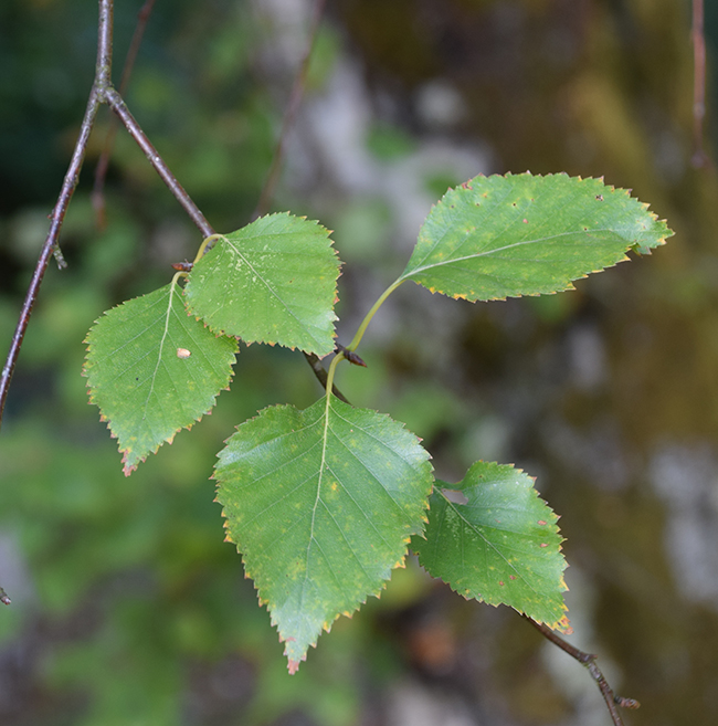 Downy Birch - Betula pubescens 40-60cm