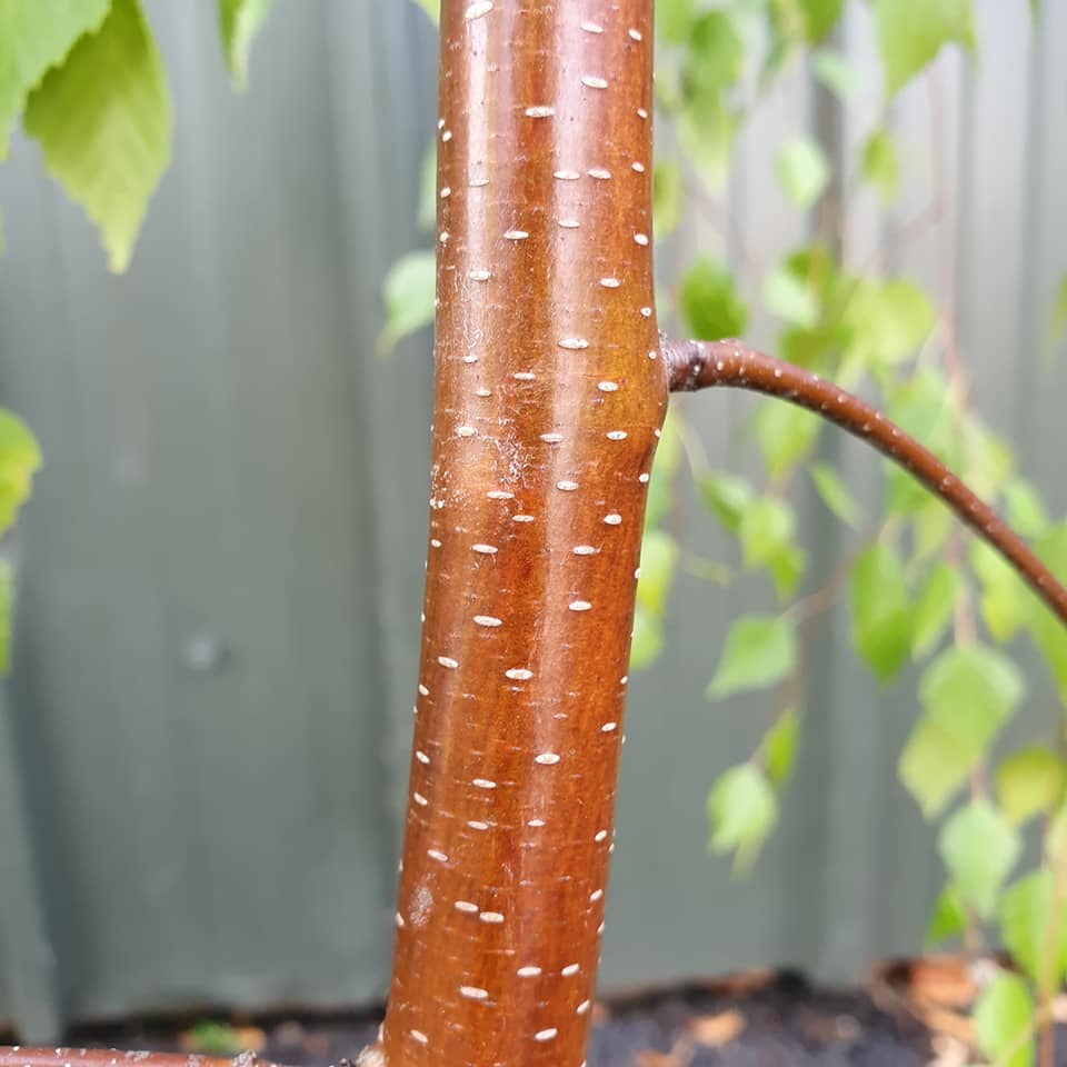 Betula youngii - Youngs Weeping Birch