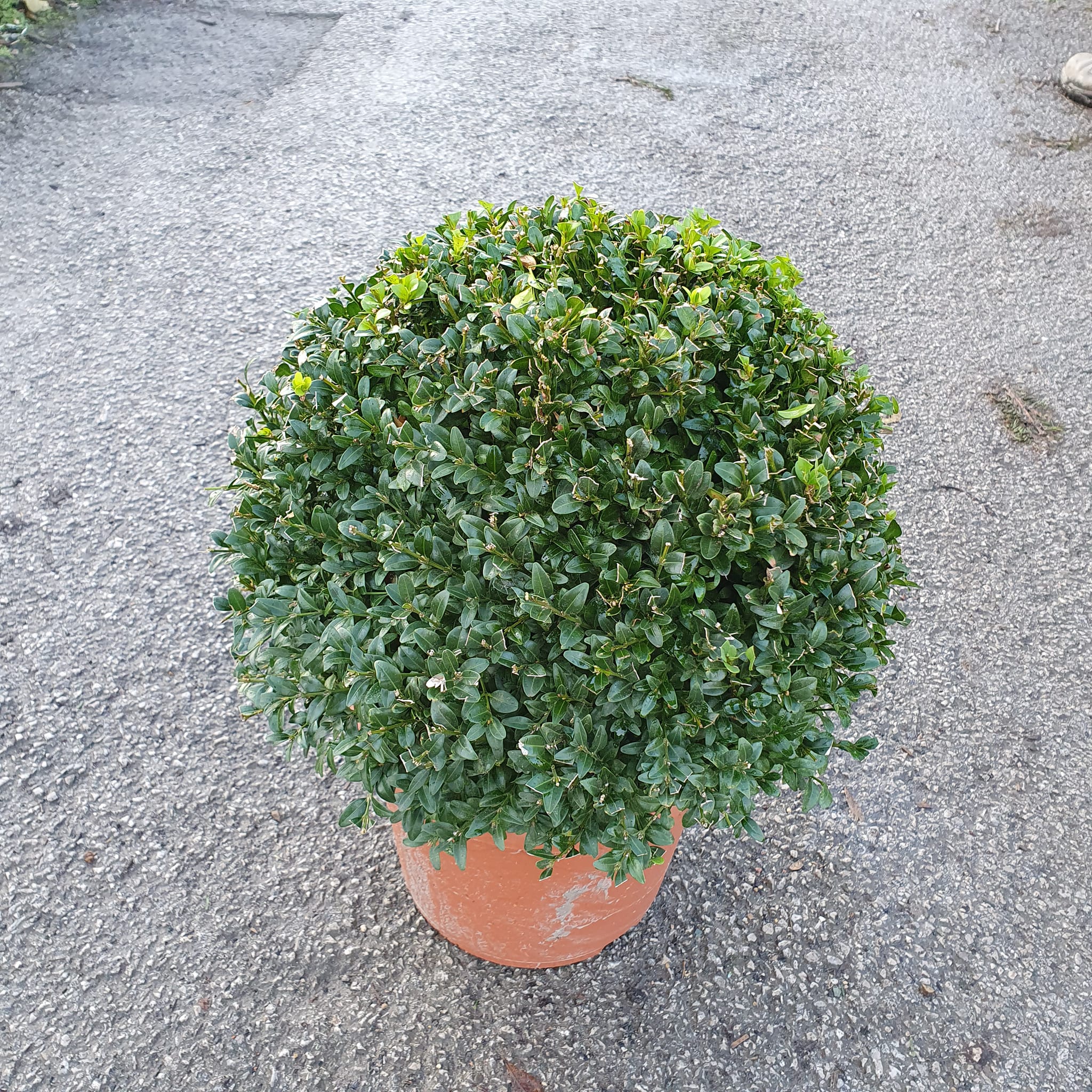 Buxus sempervirens - topiary ball - 40cm