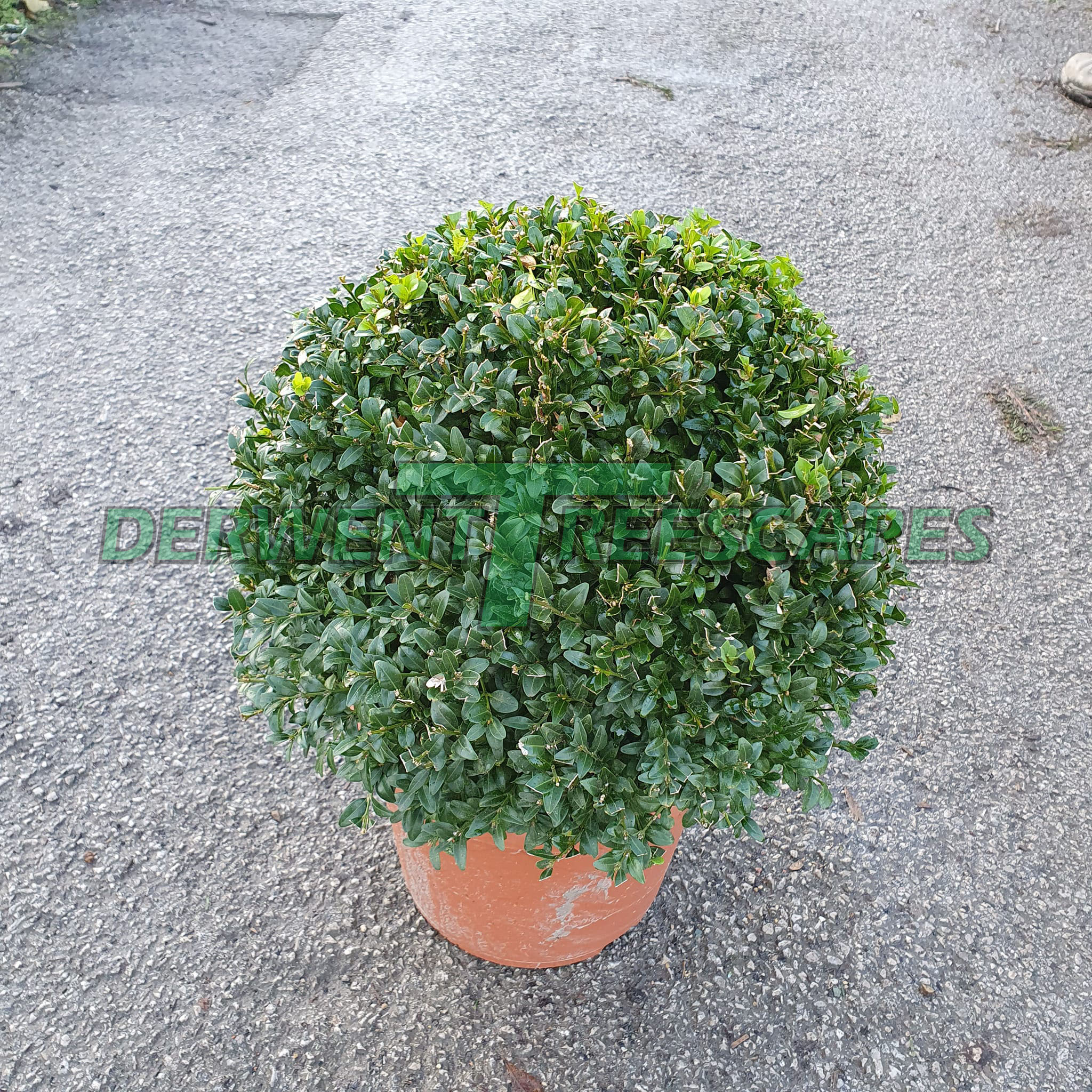 Buxus sempervirens - Box Ball Topiary