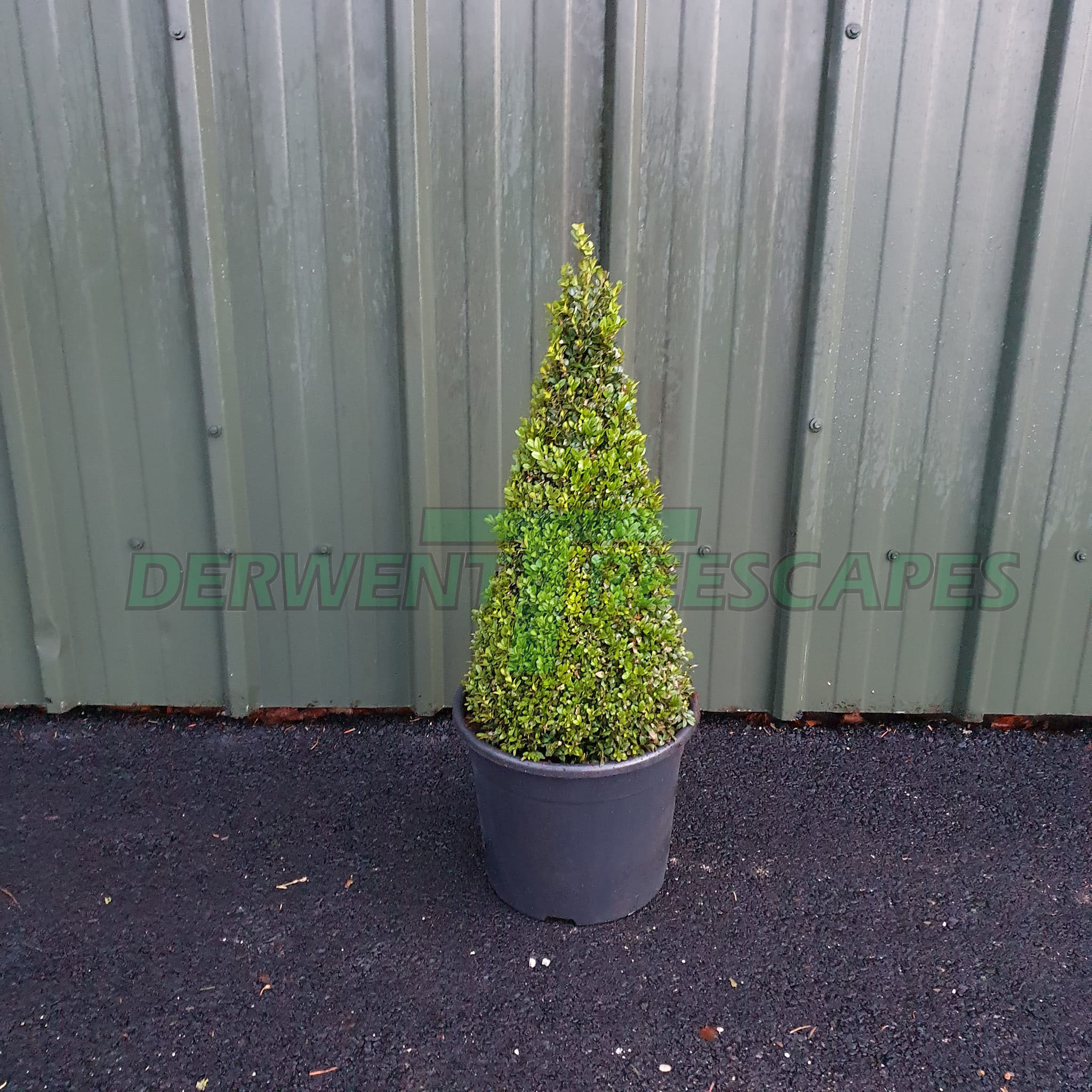 Buxus sempervirens - Pyramid Box Topiary