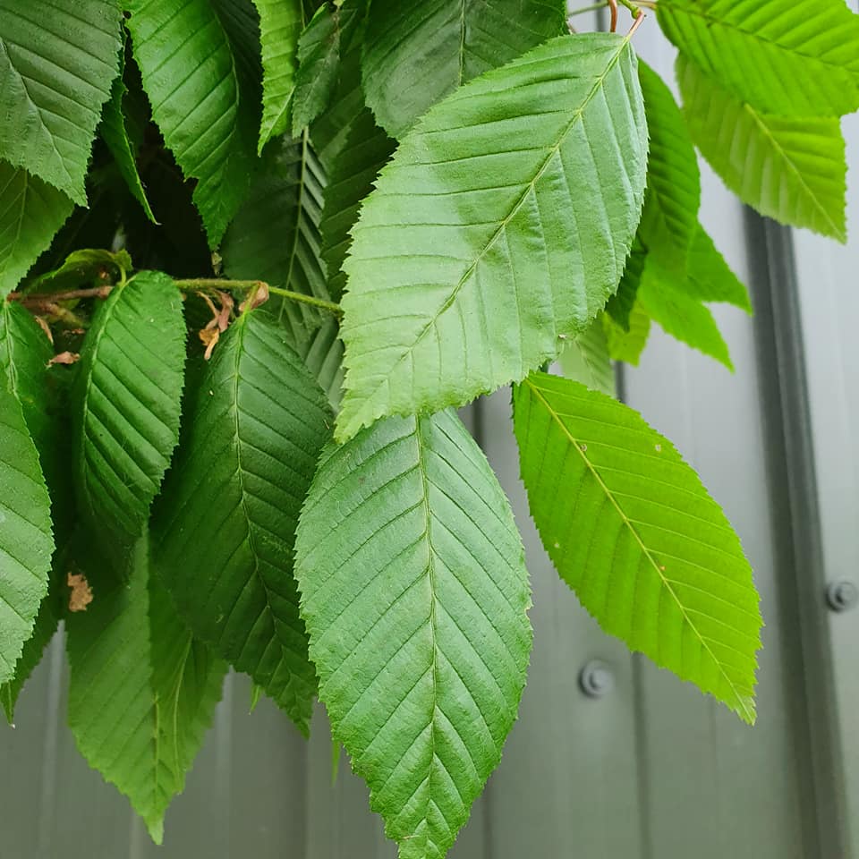 Carpinus betulus - Hornbeam - 180cm clear stem