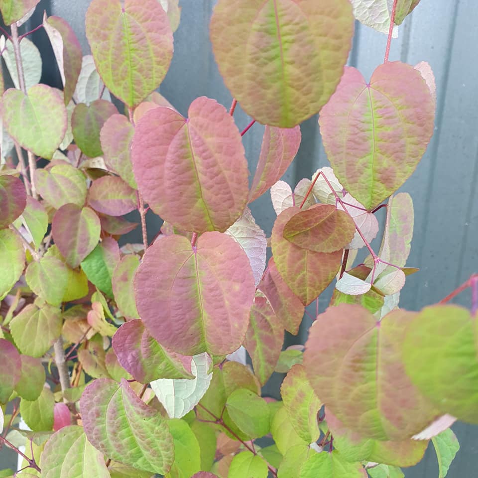 Cercidiphyllum japonicum - Katsura Tree - 10L