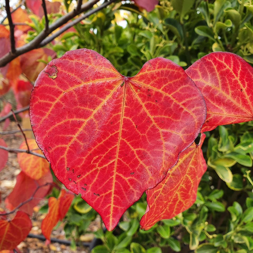 Cercis canadensis Forest Pansy - Red Bud