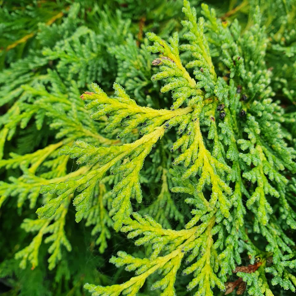 Chamaecyparis lawsoniana Alumii Gold - Lawsons Cypress
