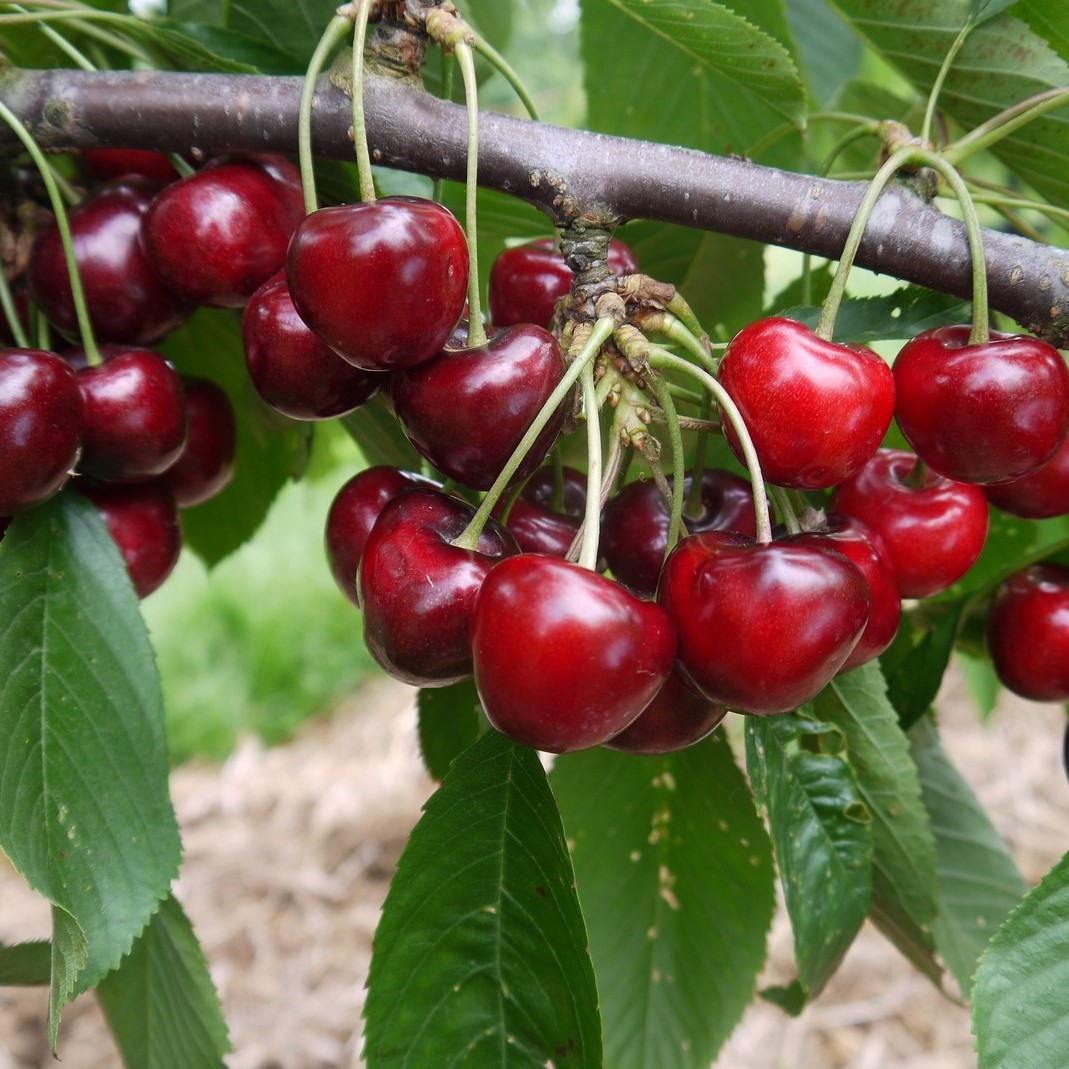 Cherry Tree - Cherokee