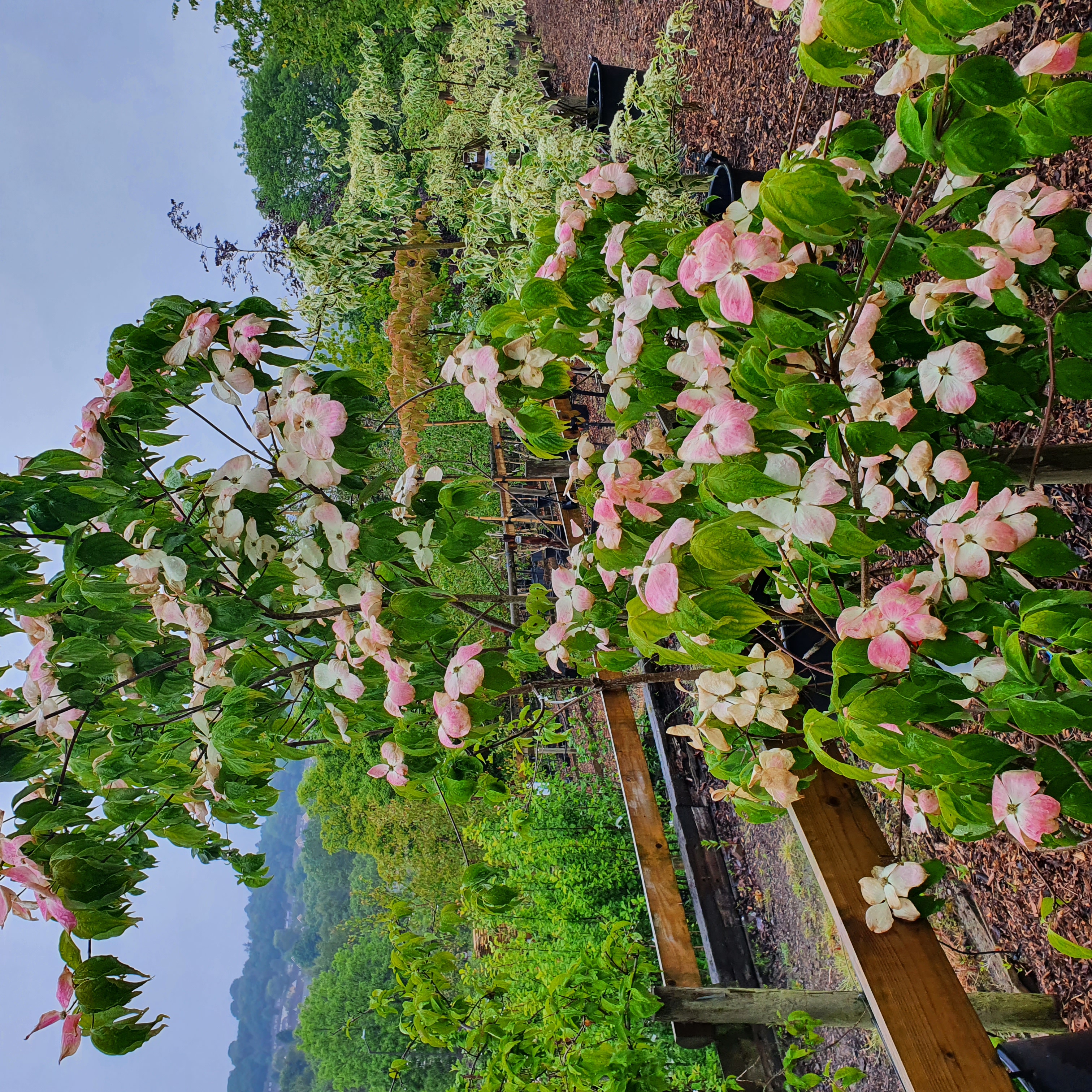 Cornus x rutgersensis Aurora - Flowering Dogwood