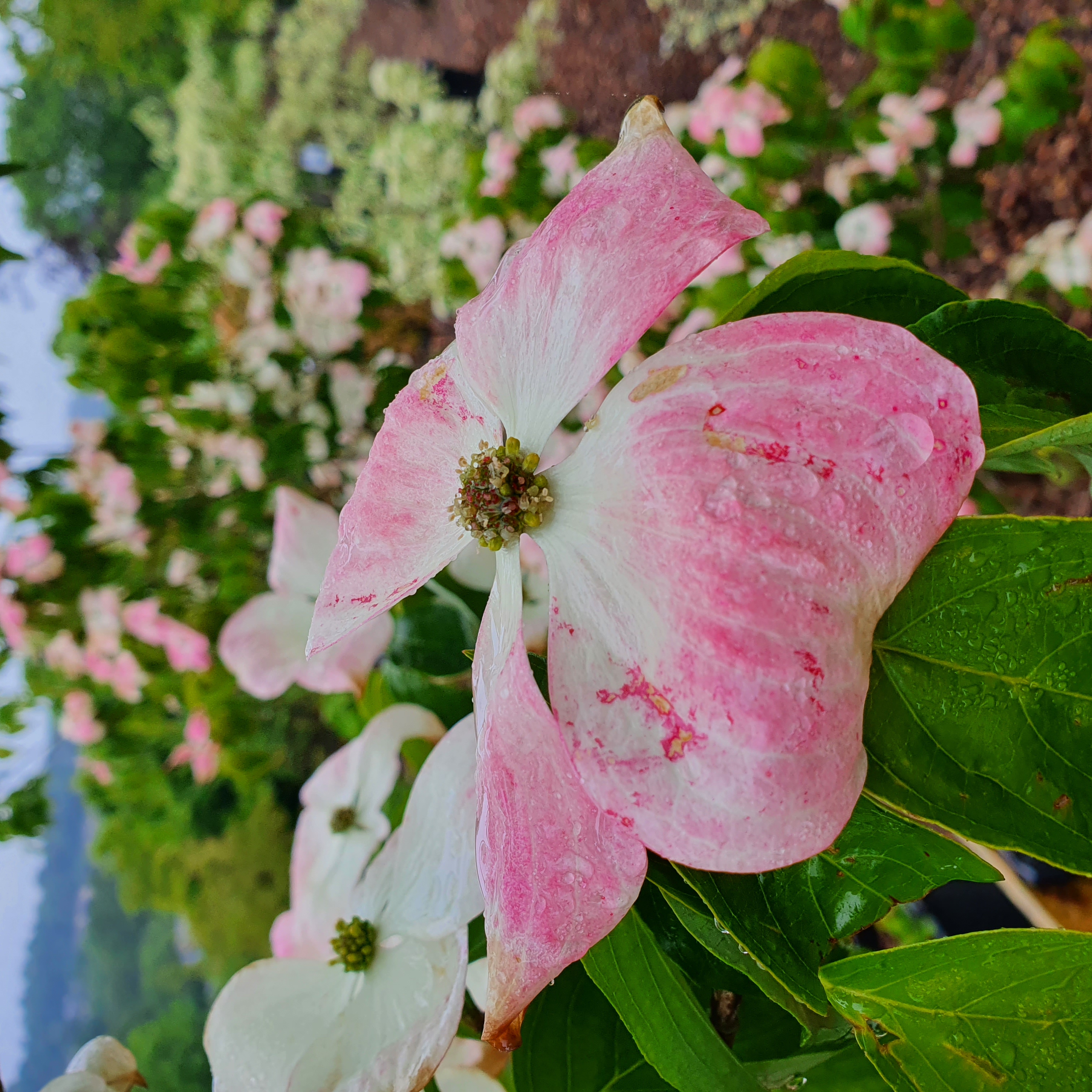 Cornus x rutgersensis Aurora - Flowering Dogwood
