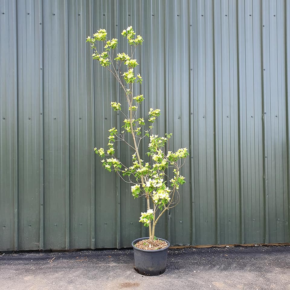 Cornus x rutgersensis Aurora - Flowering Dogwood
