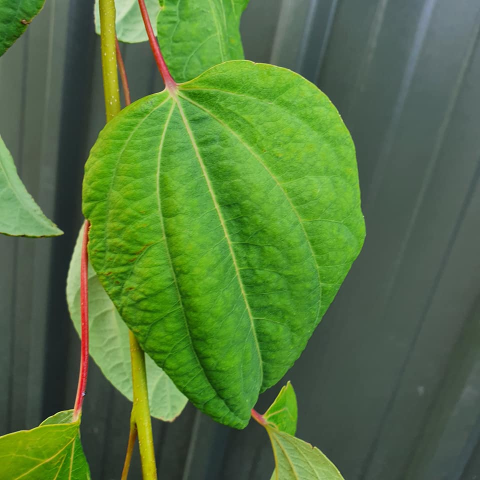 Cornus Eddies White Wonder - Flowering Dogwood 50L