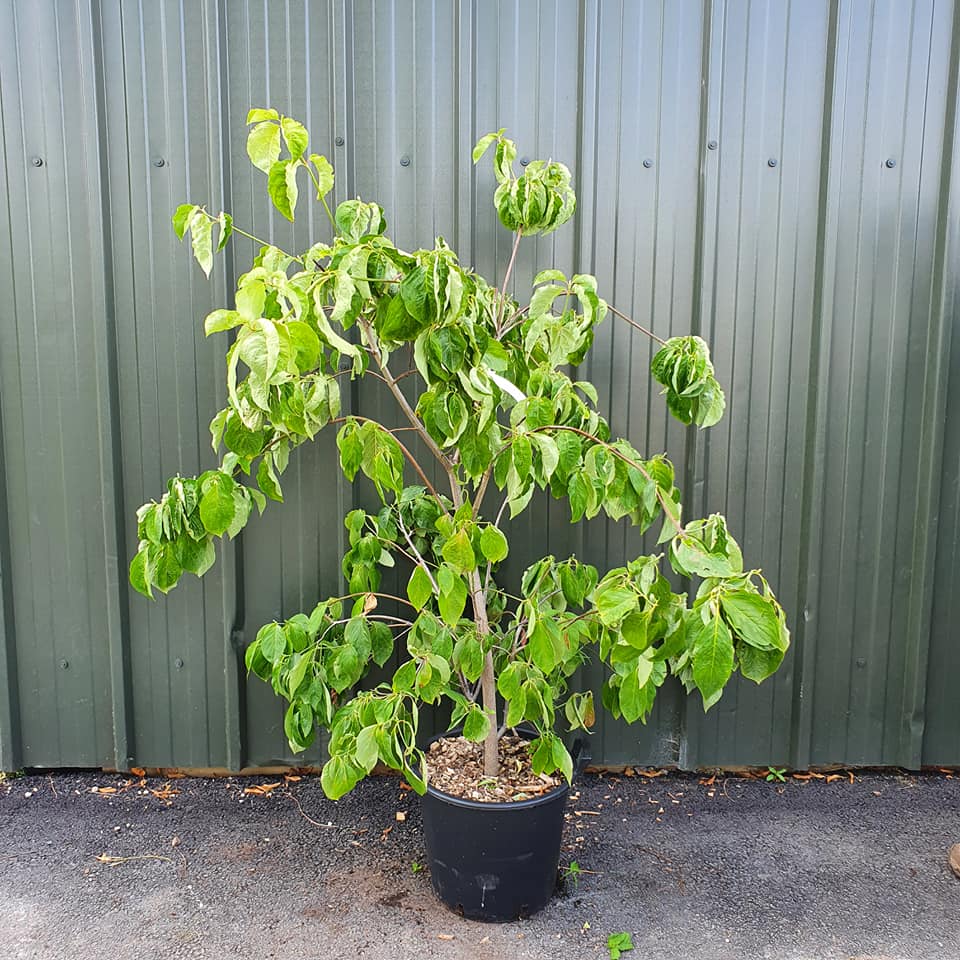 Cornus Eddies White Wonder - Flowering Dogwood 50L