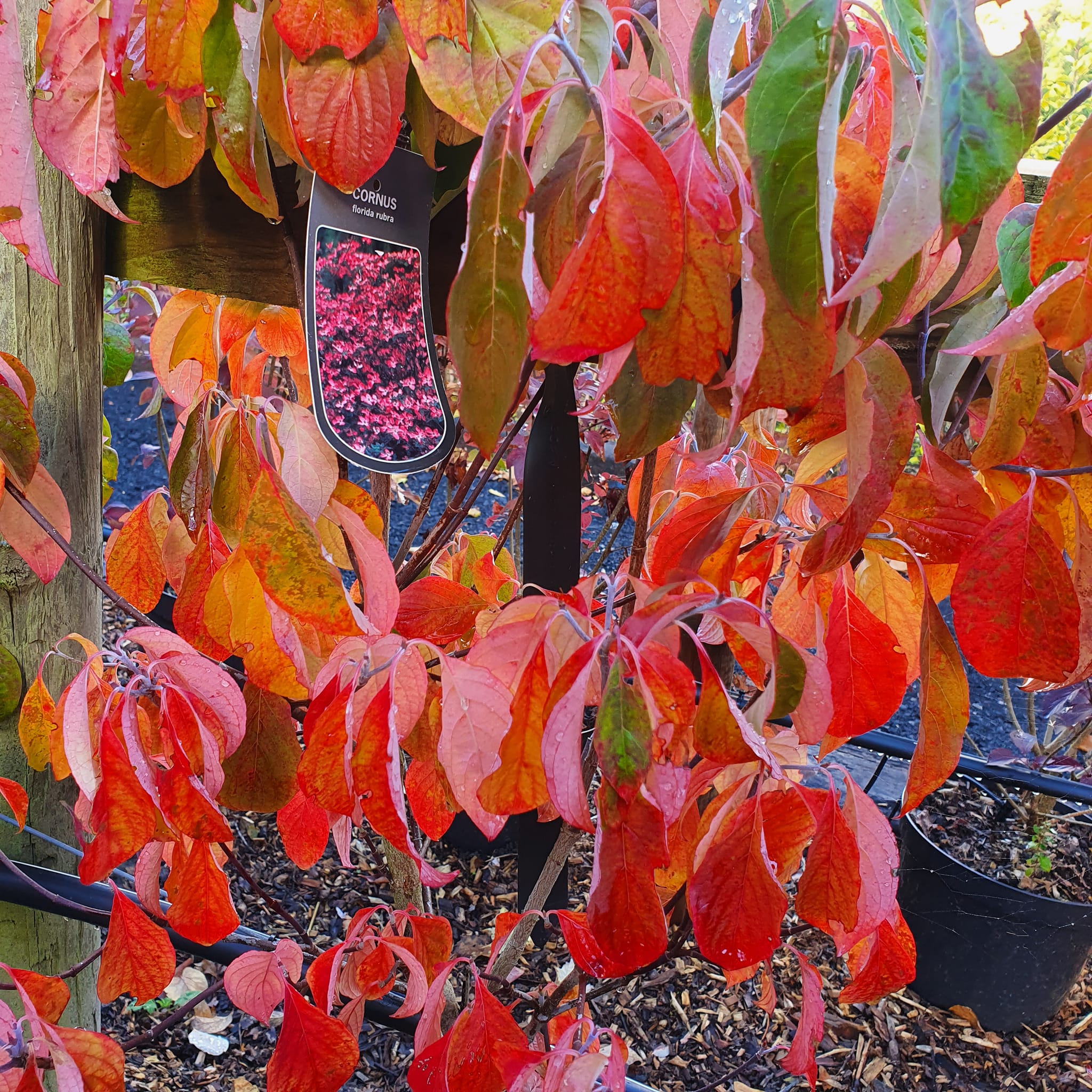 Cornus florida Rubra - Red Flowering Dogwood