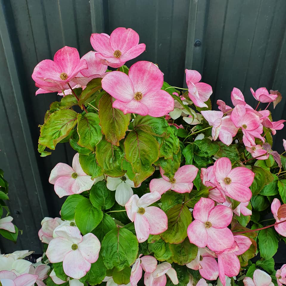Cornus kousa Miss Satomi - Flowering Dogwood