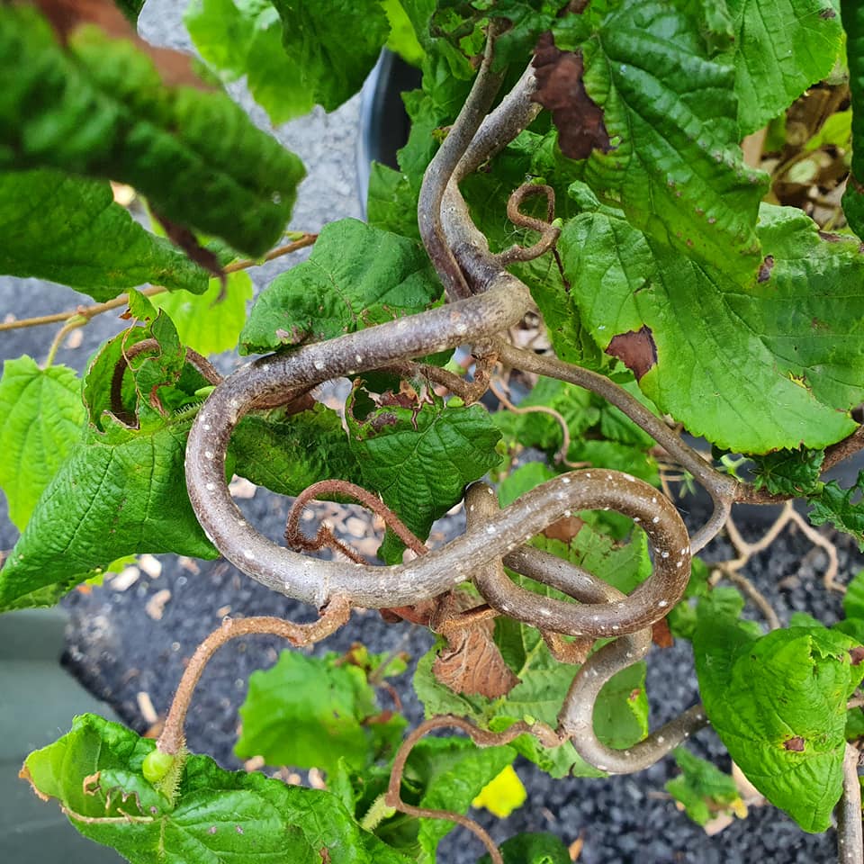 Corylus avellana contorta - Corkscrew Twisted Green Hazel