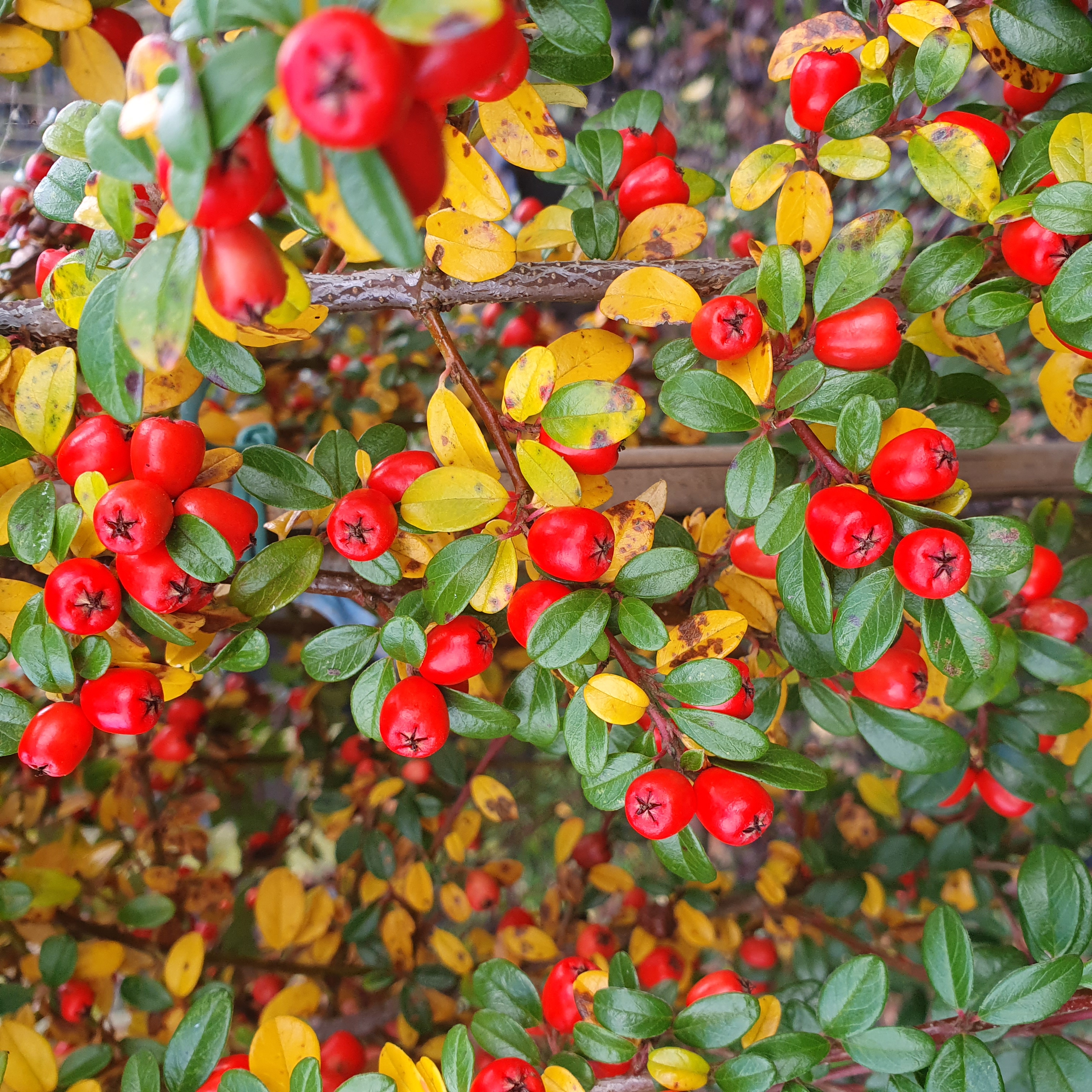Cotoneaster Coral Beauty - on stem